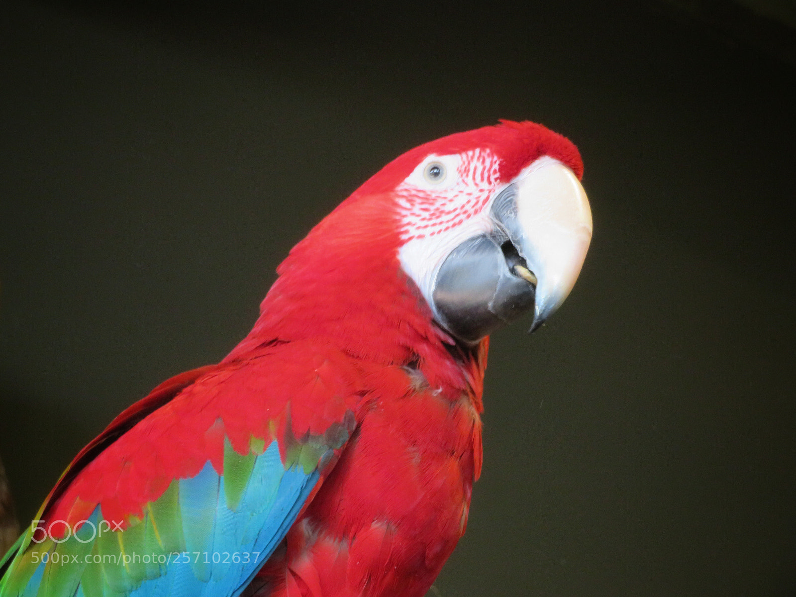 Canon PowerShot SX720 HS sample photo. Green-winged macaw photography