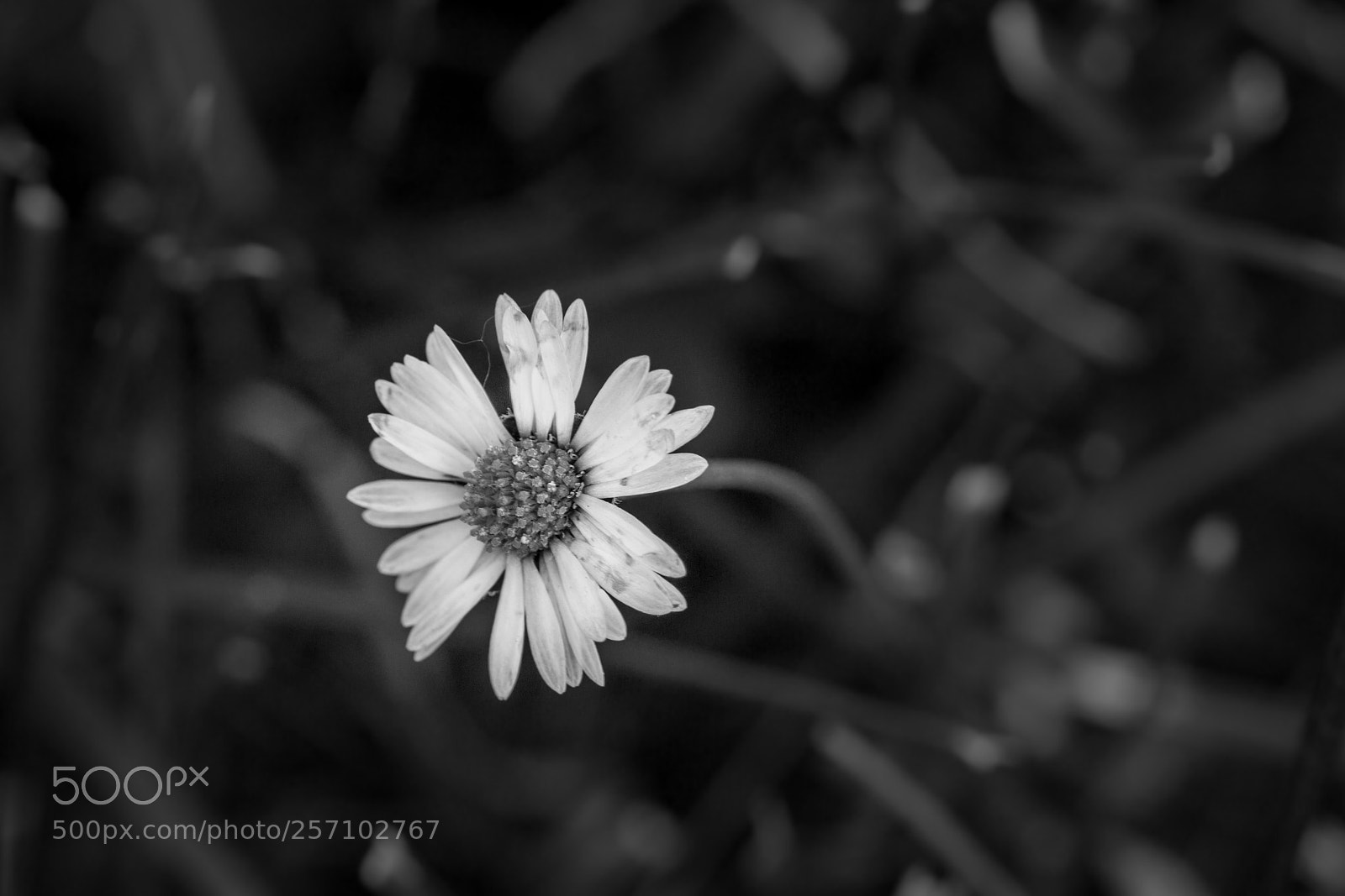 Canon EOS 6D sample photo. Daisy b/w photography
