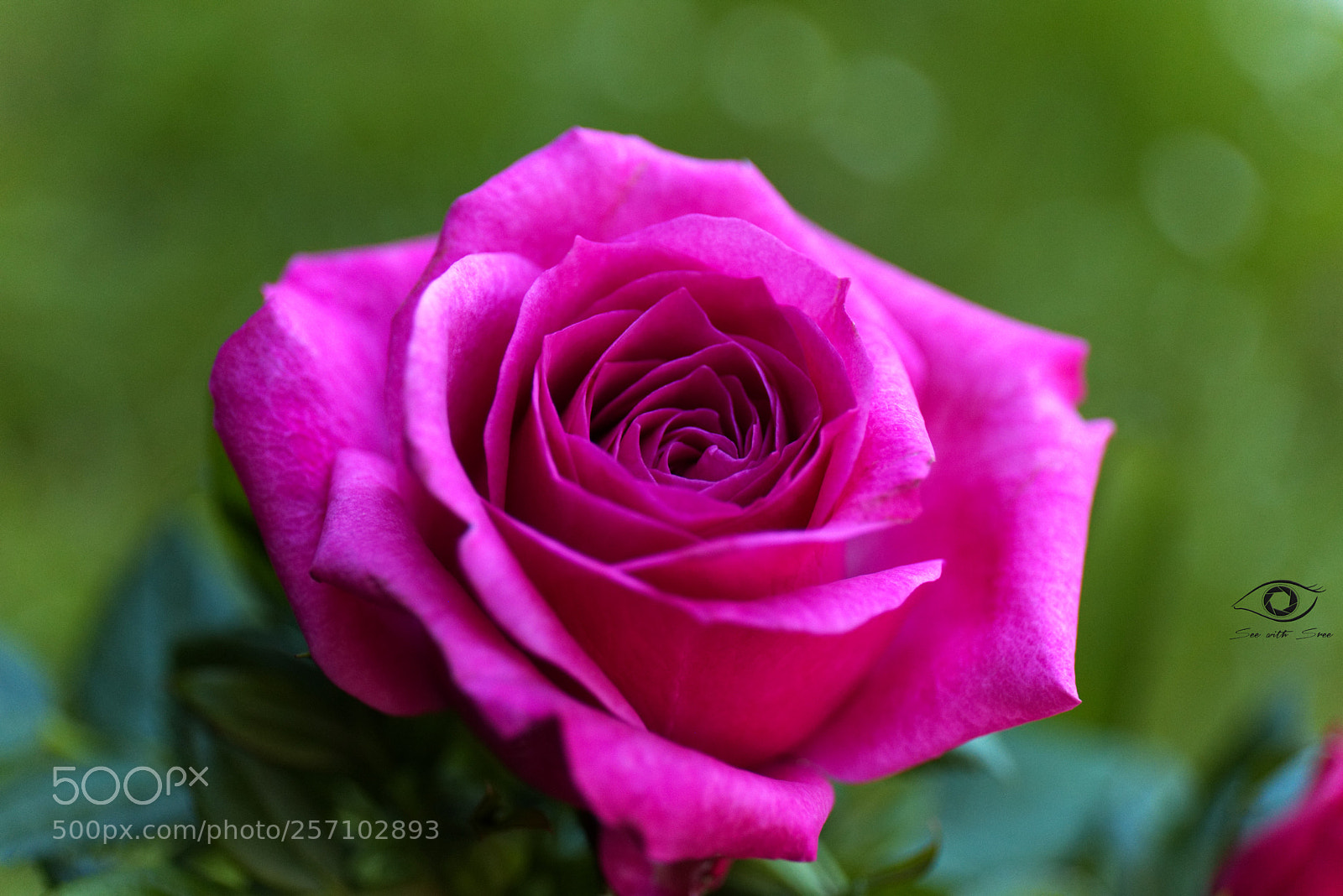 Canon EOS 6D sample photo. Untitled photography