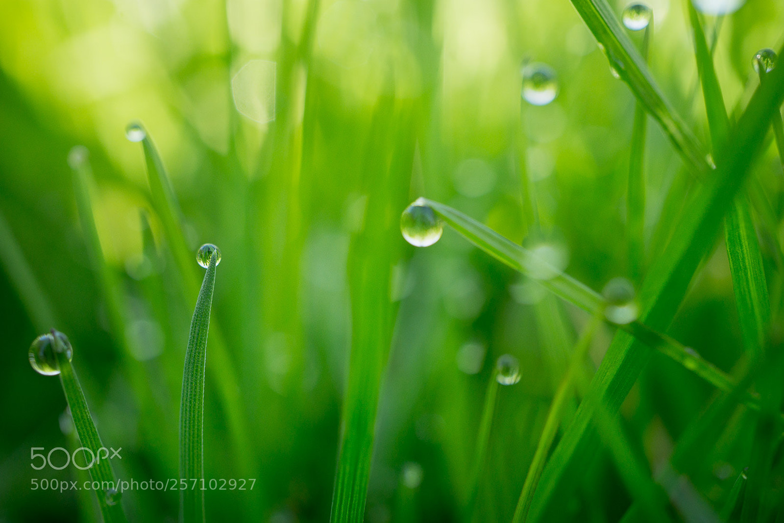 Sony a6000 sample photo. Morning dew photography