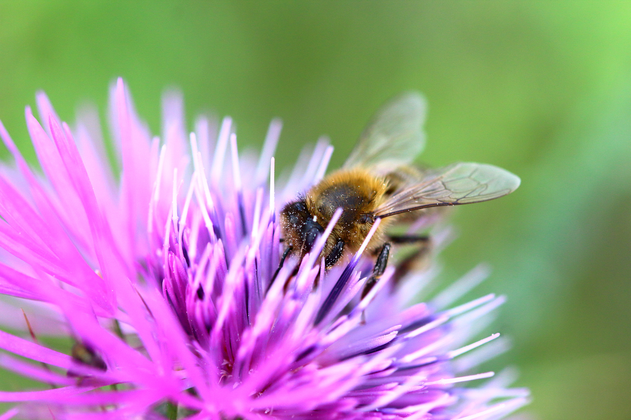 Canon EF 100mm F2.8 Macro USM sample photo. Bee polen photography