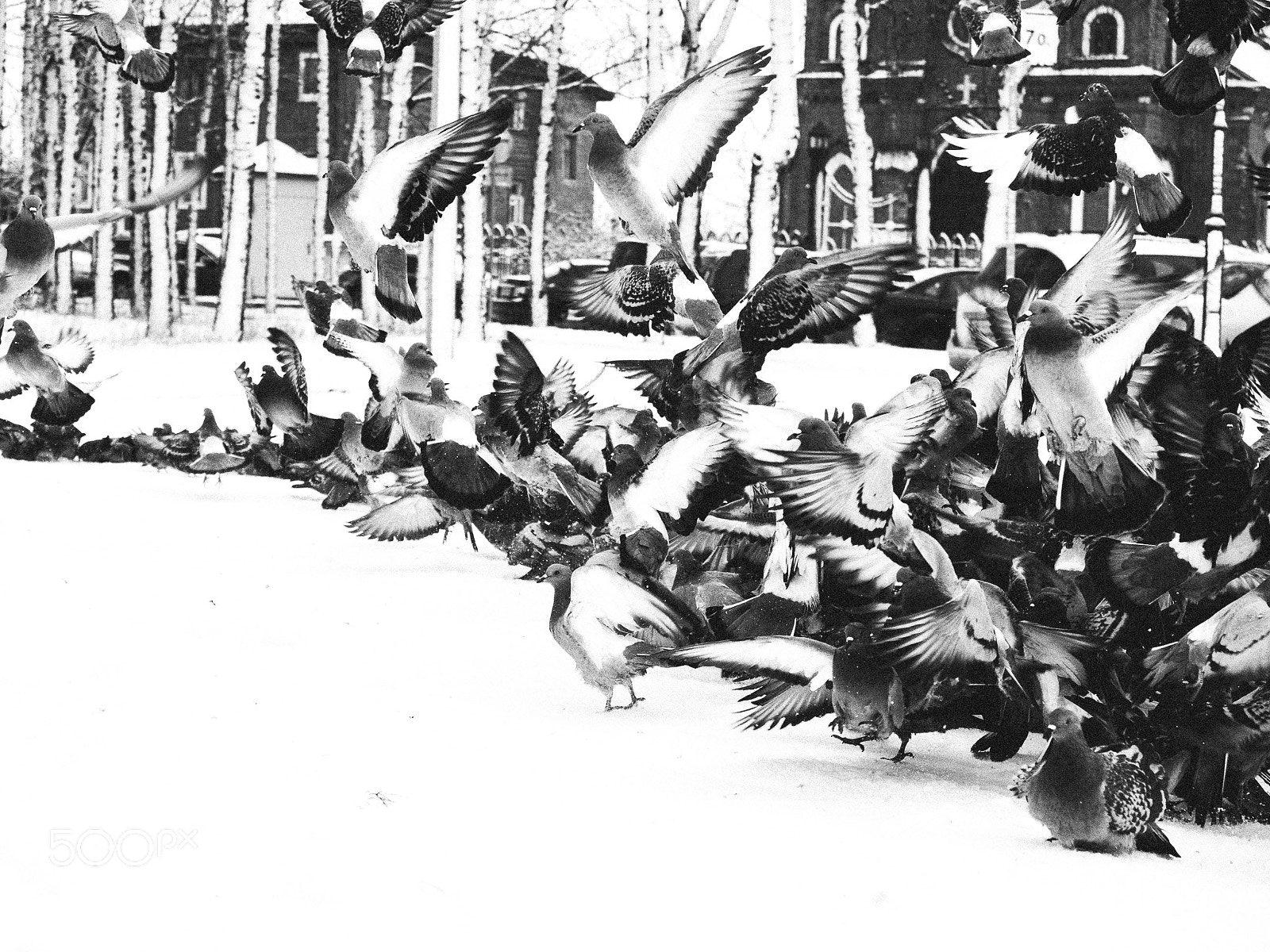 Olympus OM-D E-M1 sample photo. Pigeons in monochrome photography