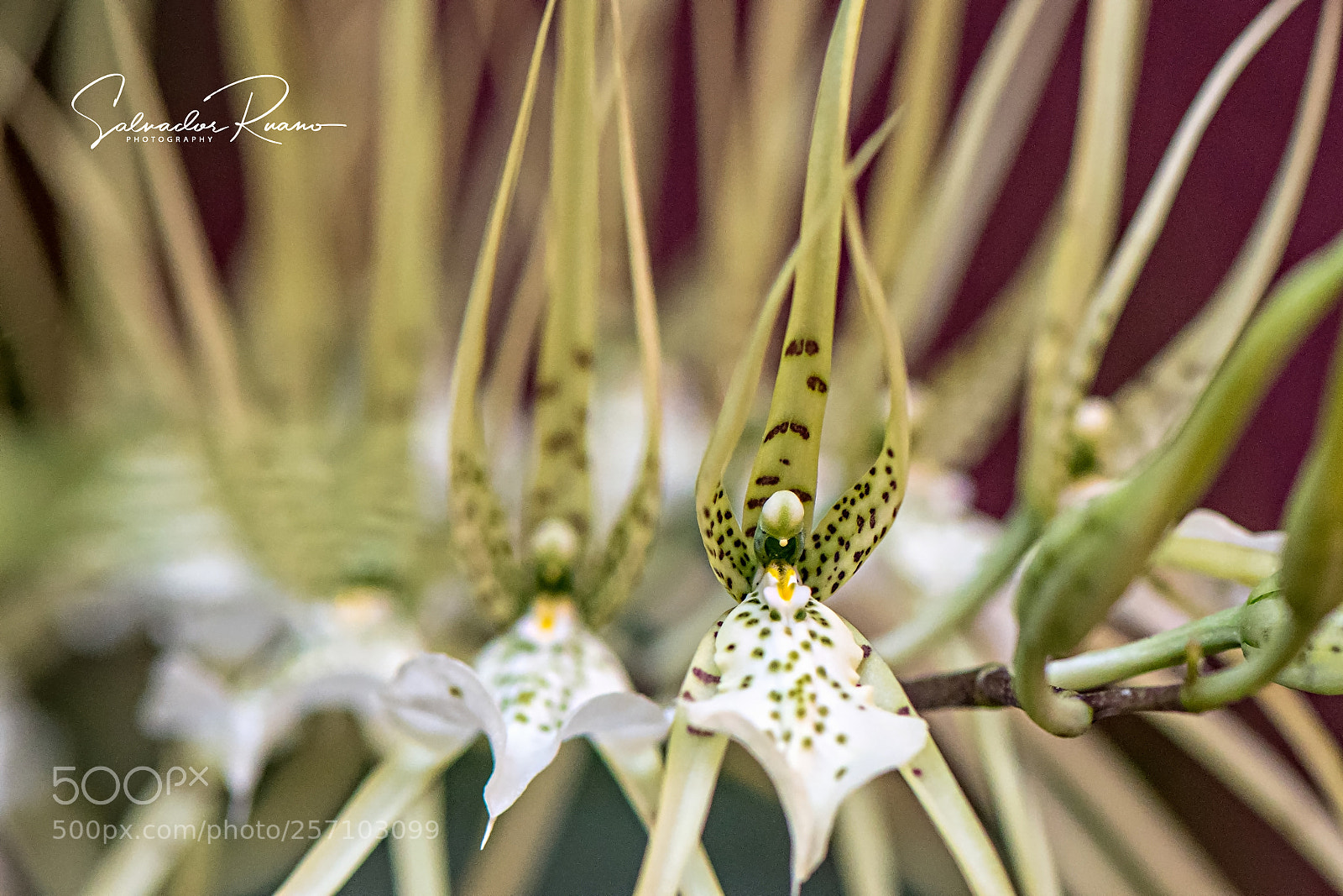 Nikon D7500 sample photo. Spider orchids photography