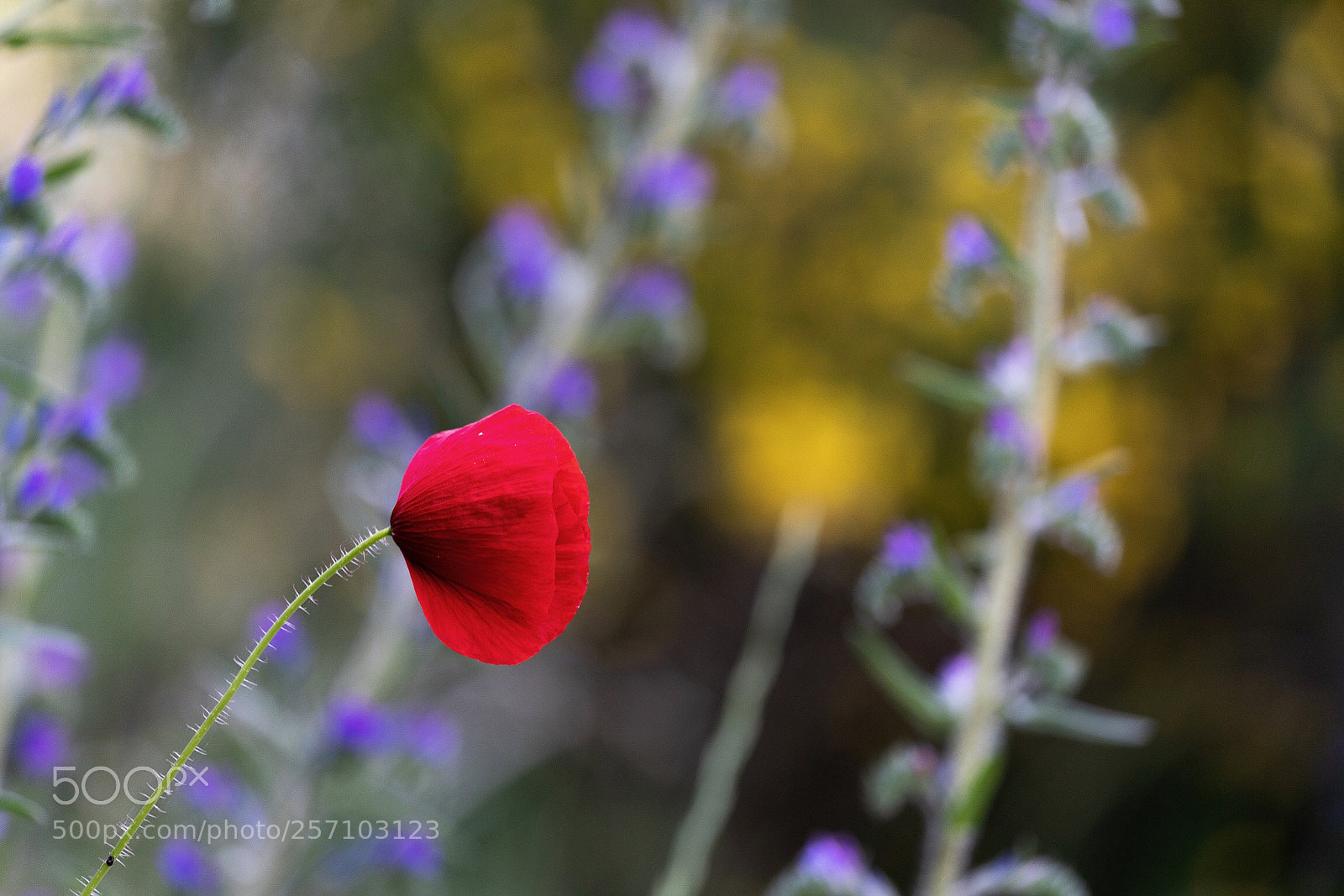 Sony a7R II sample photo. Spring. photography