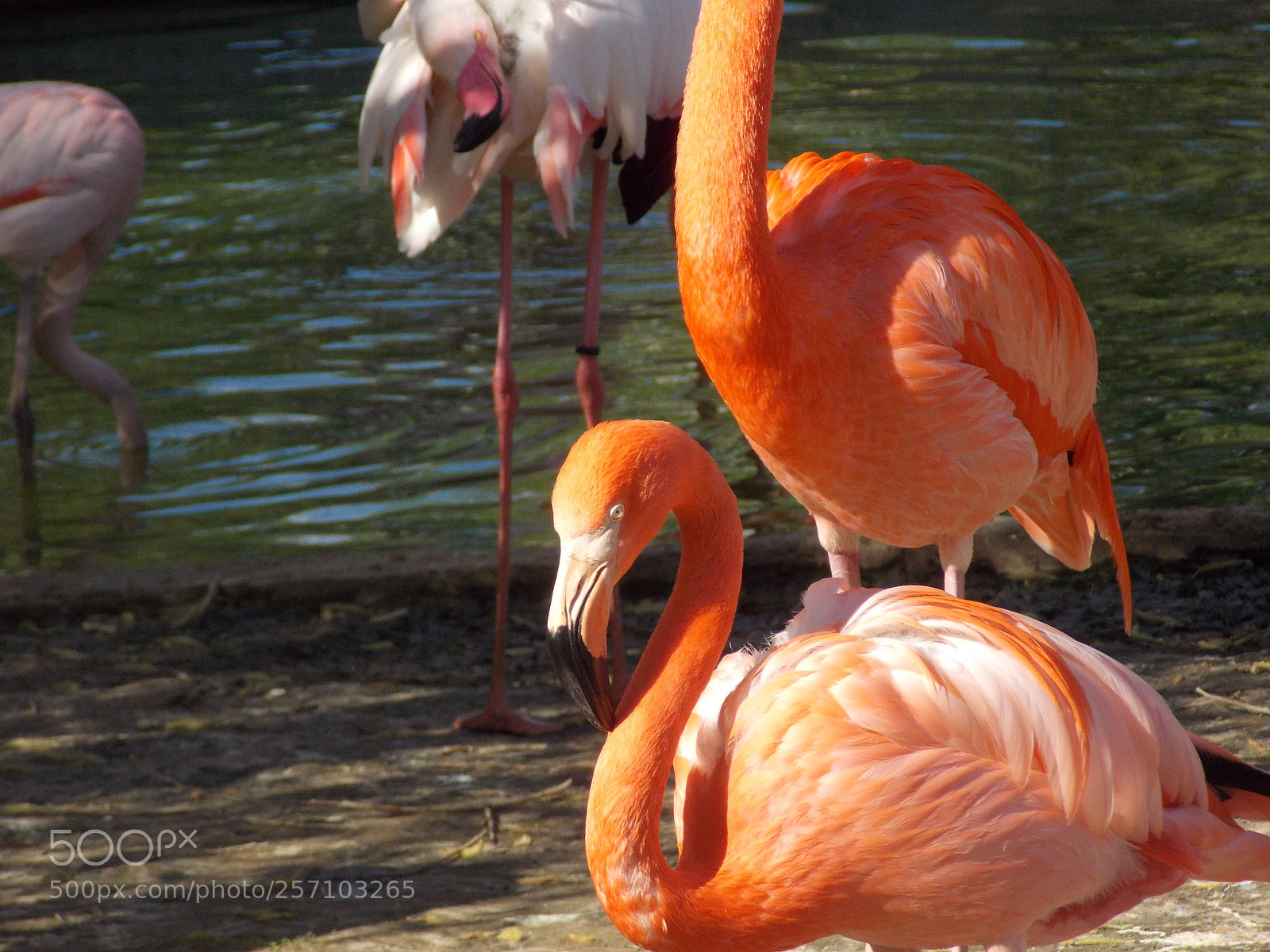 Nikon Coolpix L810 sample photo. Flamingo photography