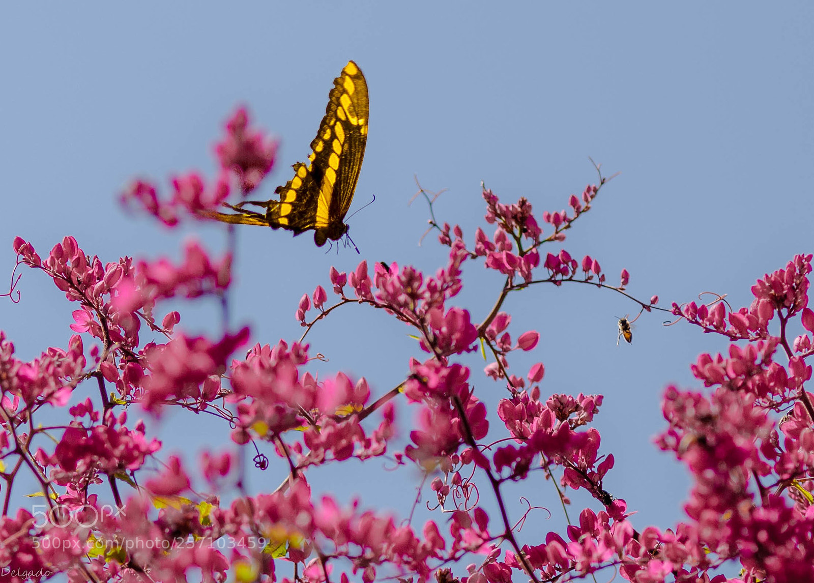 Nikon D7000 sample photo. Untitled photography