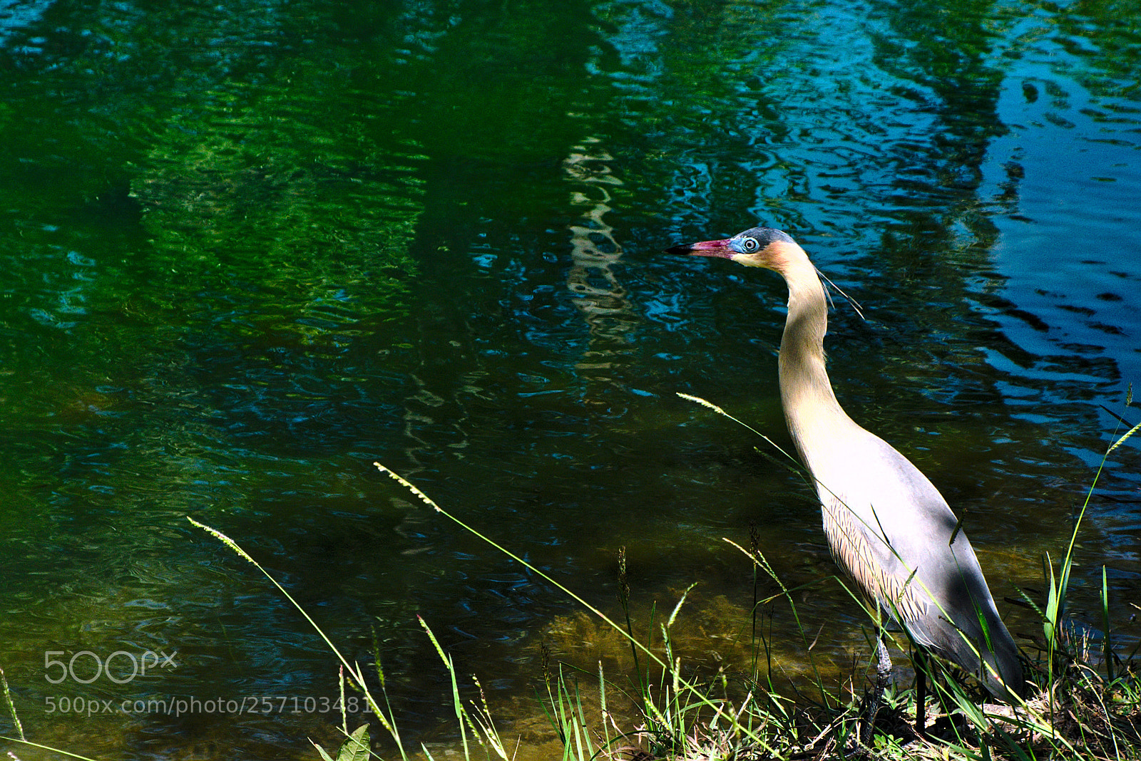 Fujifilm X-T10 sample photo. Bird photography