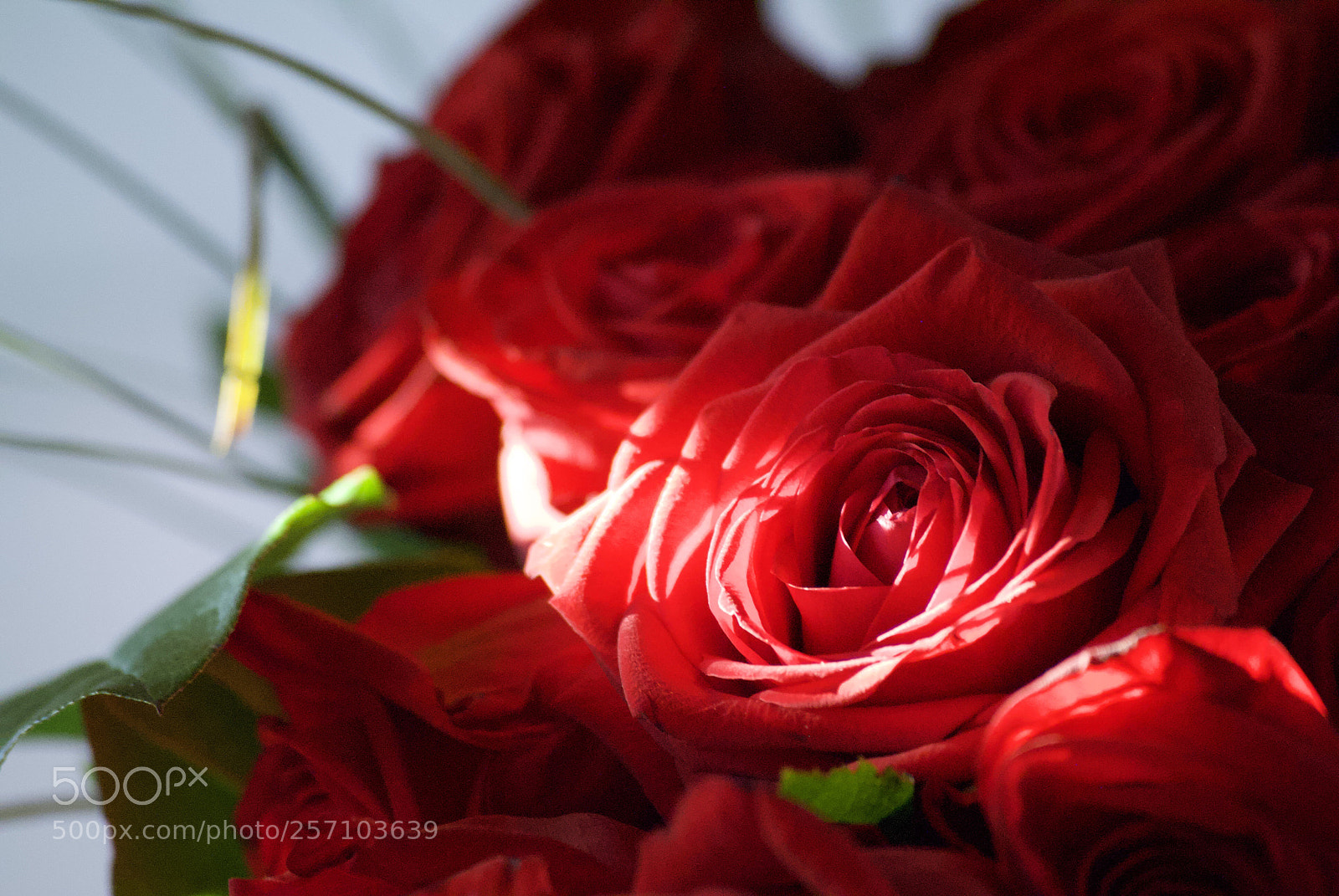 Nikon D3000 sample photo. Red rose.  photography