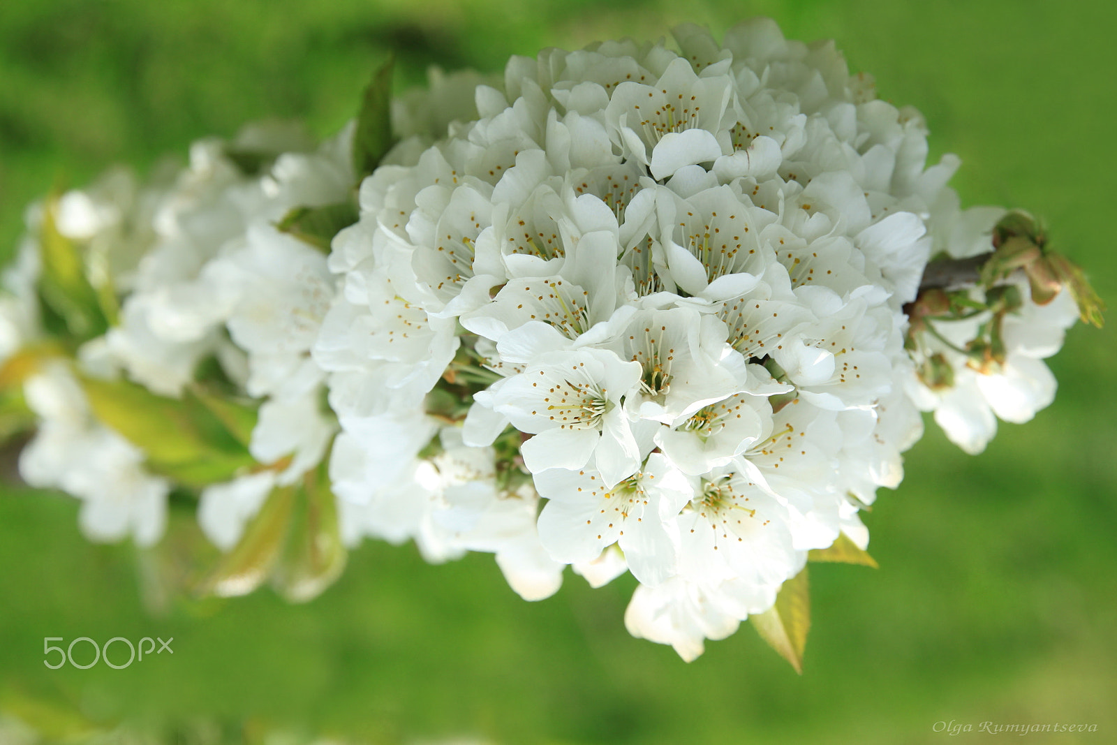 Canon EOS 50D sample photo. Spring. photography