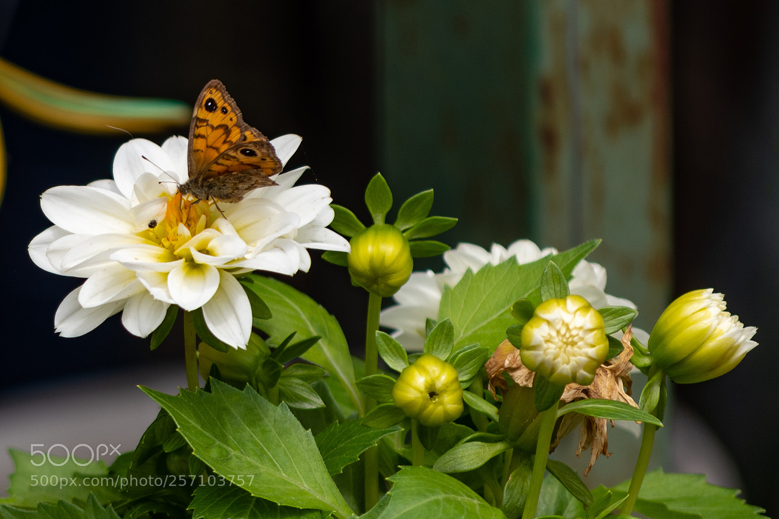 Nikon D750 sample photo. Spring photography