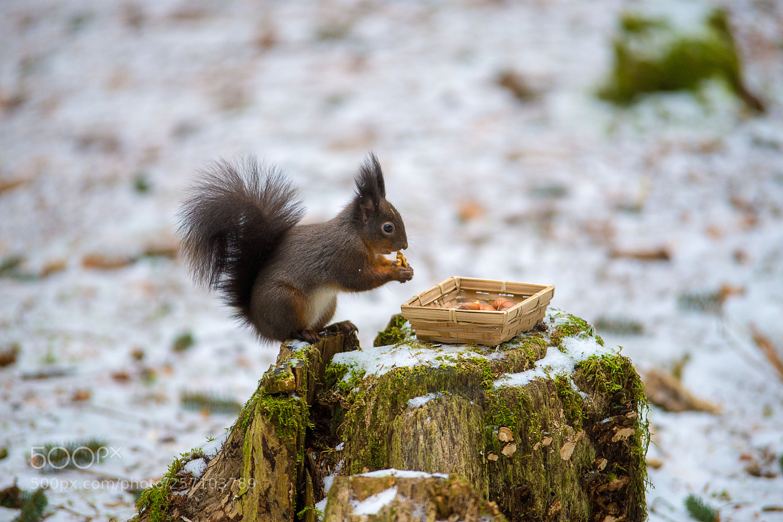 Nikon D610 sample photo. Posing for a second photography