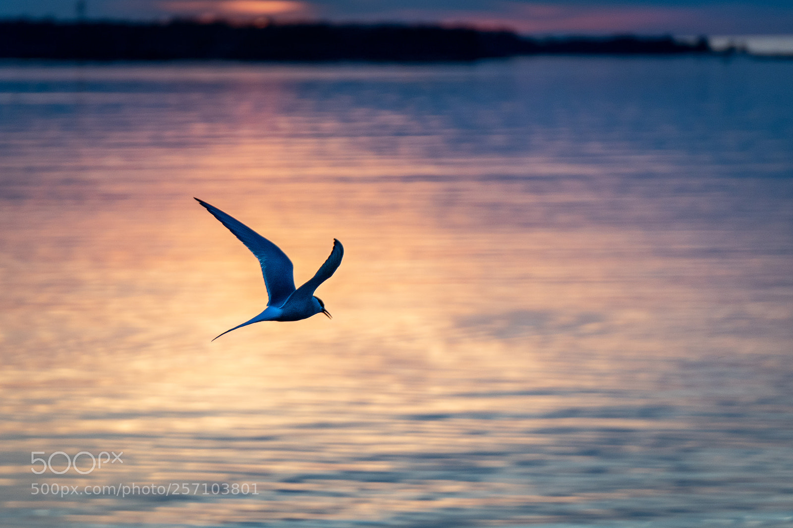Sony a6300 sample photo. Sunset bird photography