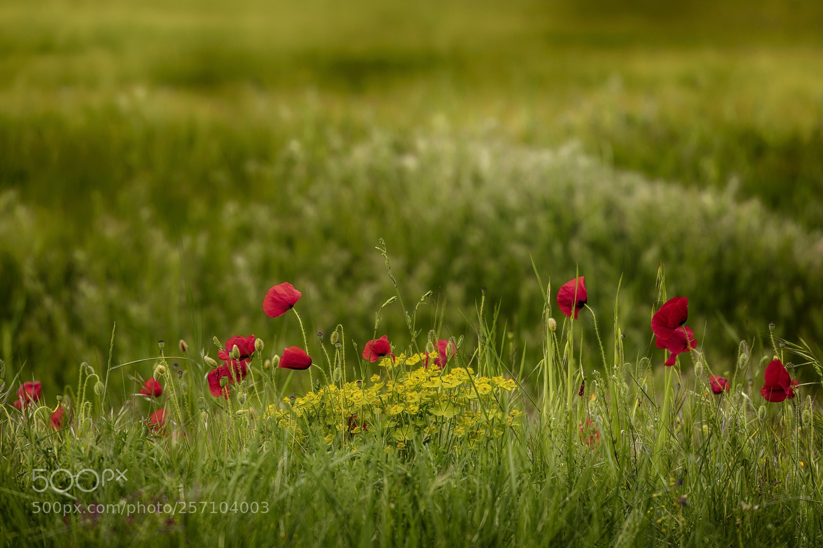 Canon EOS 6D Mark II sample photo. Mg photography
