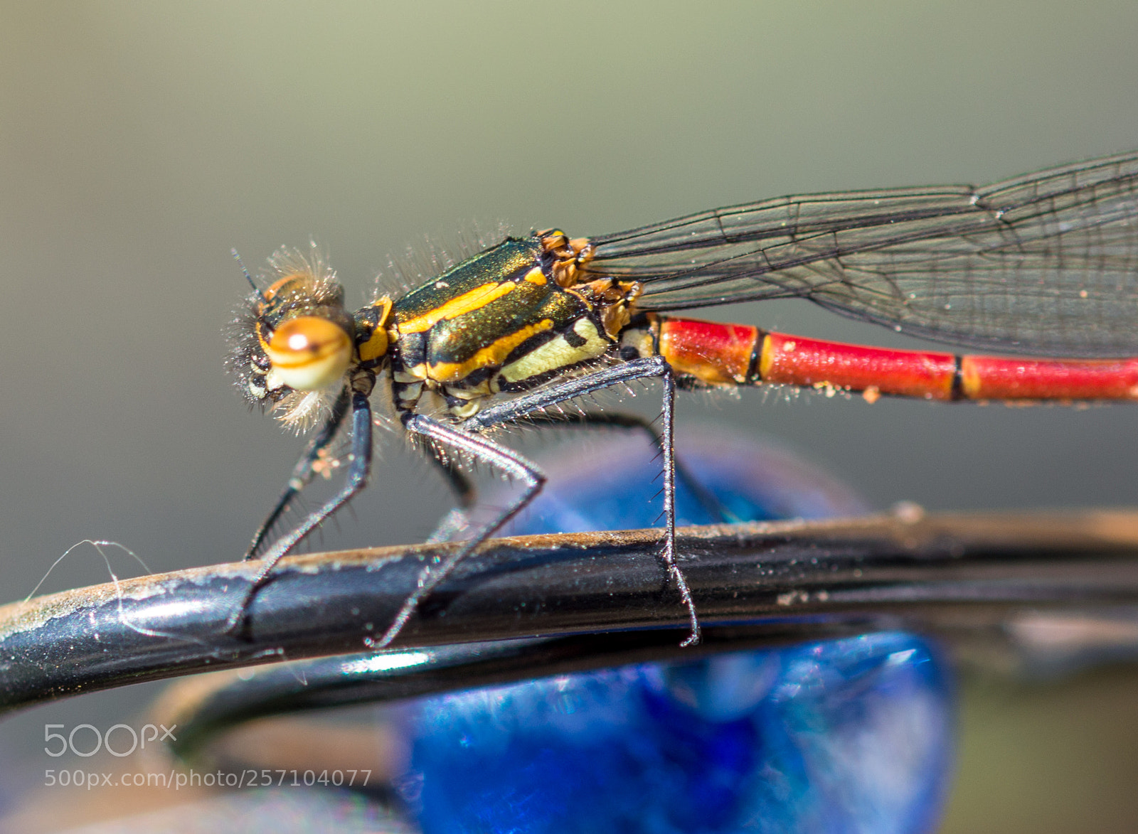 Nikon D3200 sample photo. Damsel fly photography