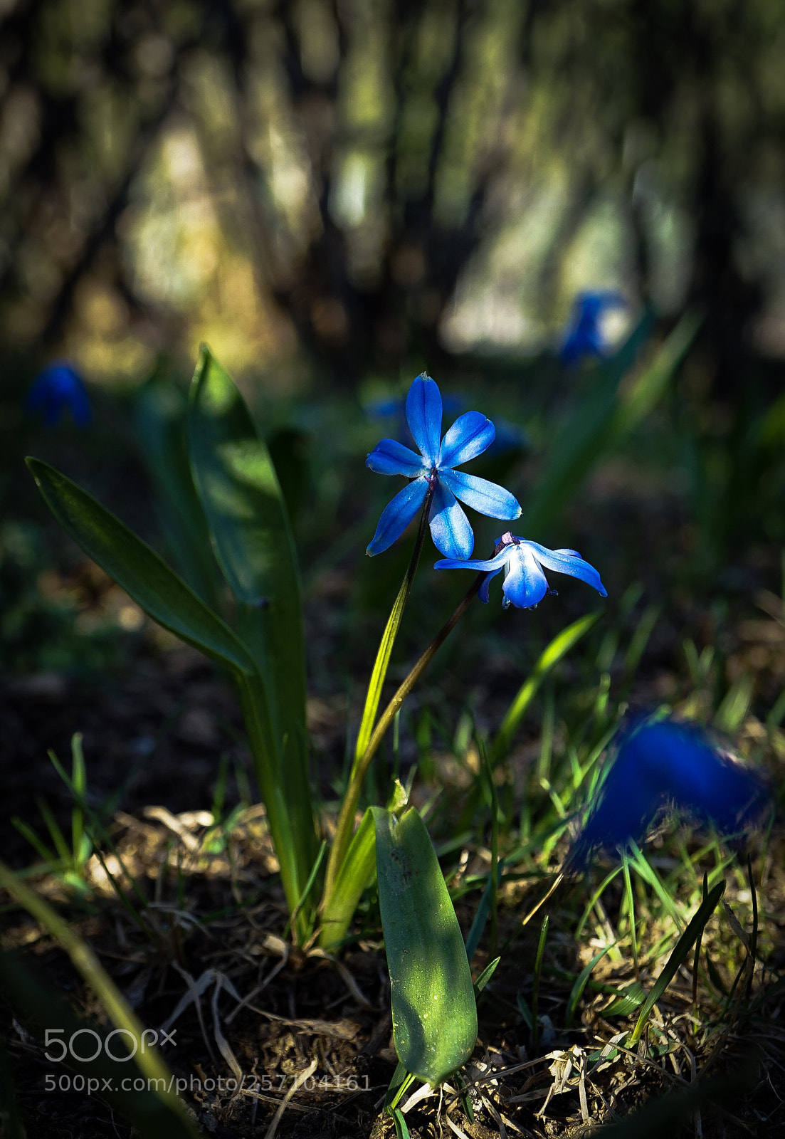 Sony a7 II sample photo. "in the shade" photography