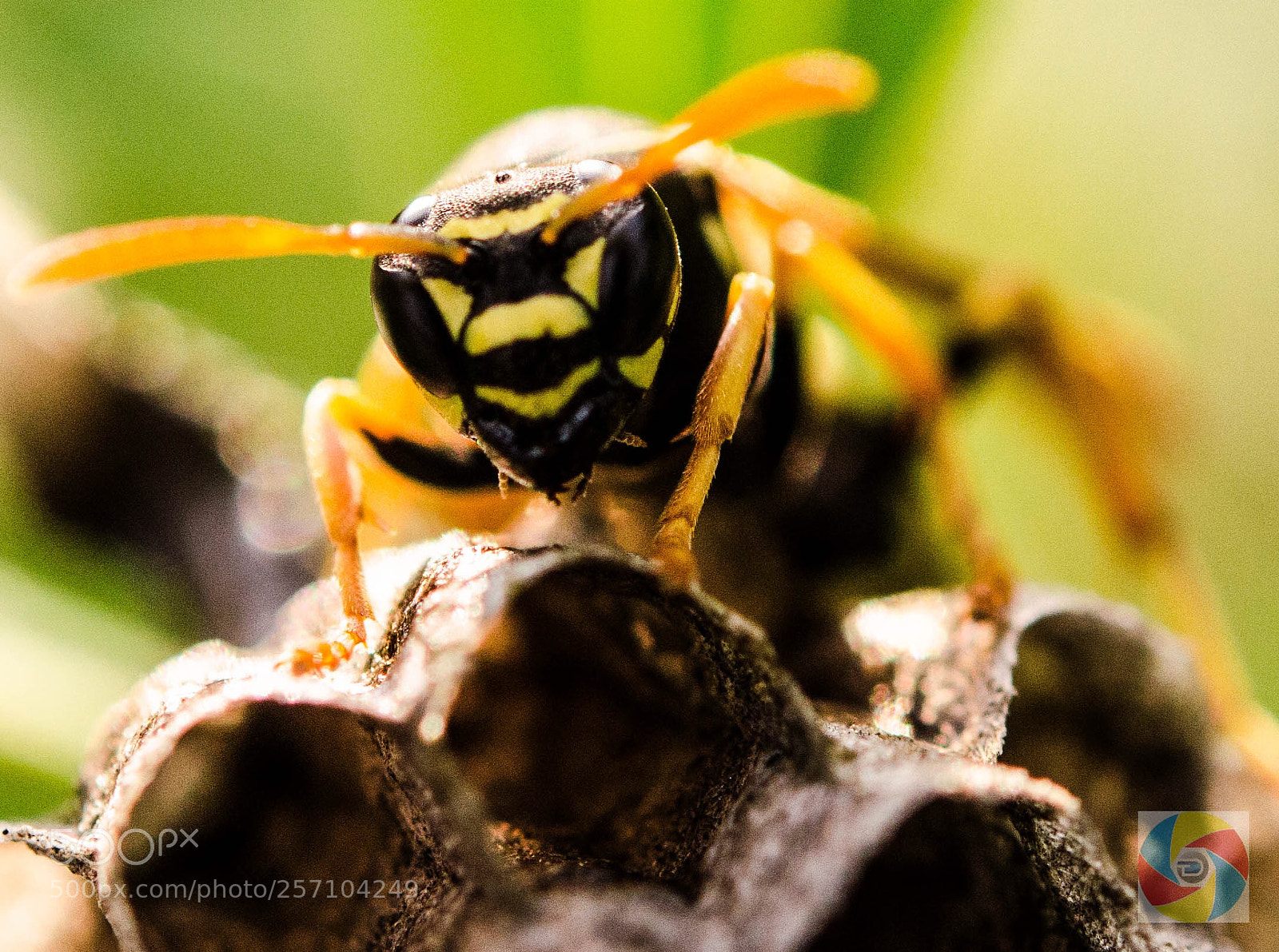 Nikon D5100 sample photo. Marvel? photography