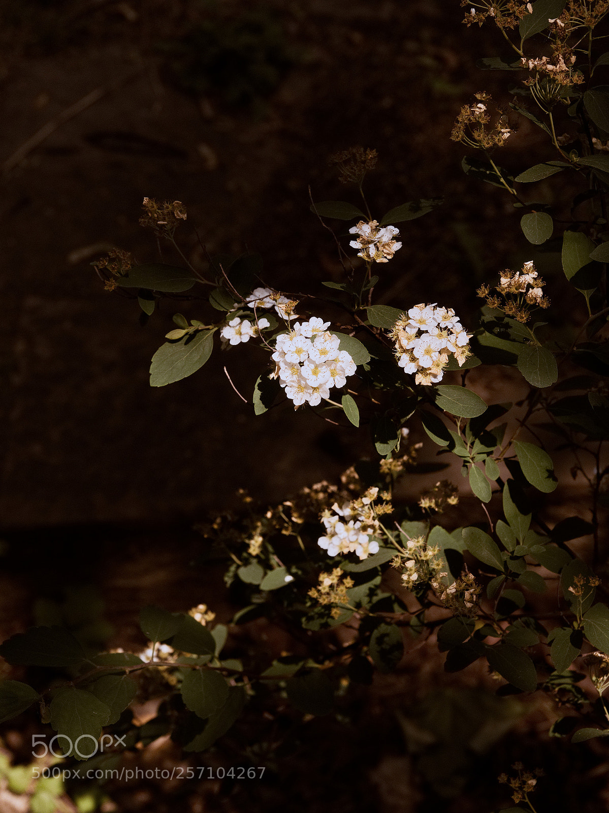 Panasonic Lumix DC-GH5 sample photo. Le printemps dans les photography