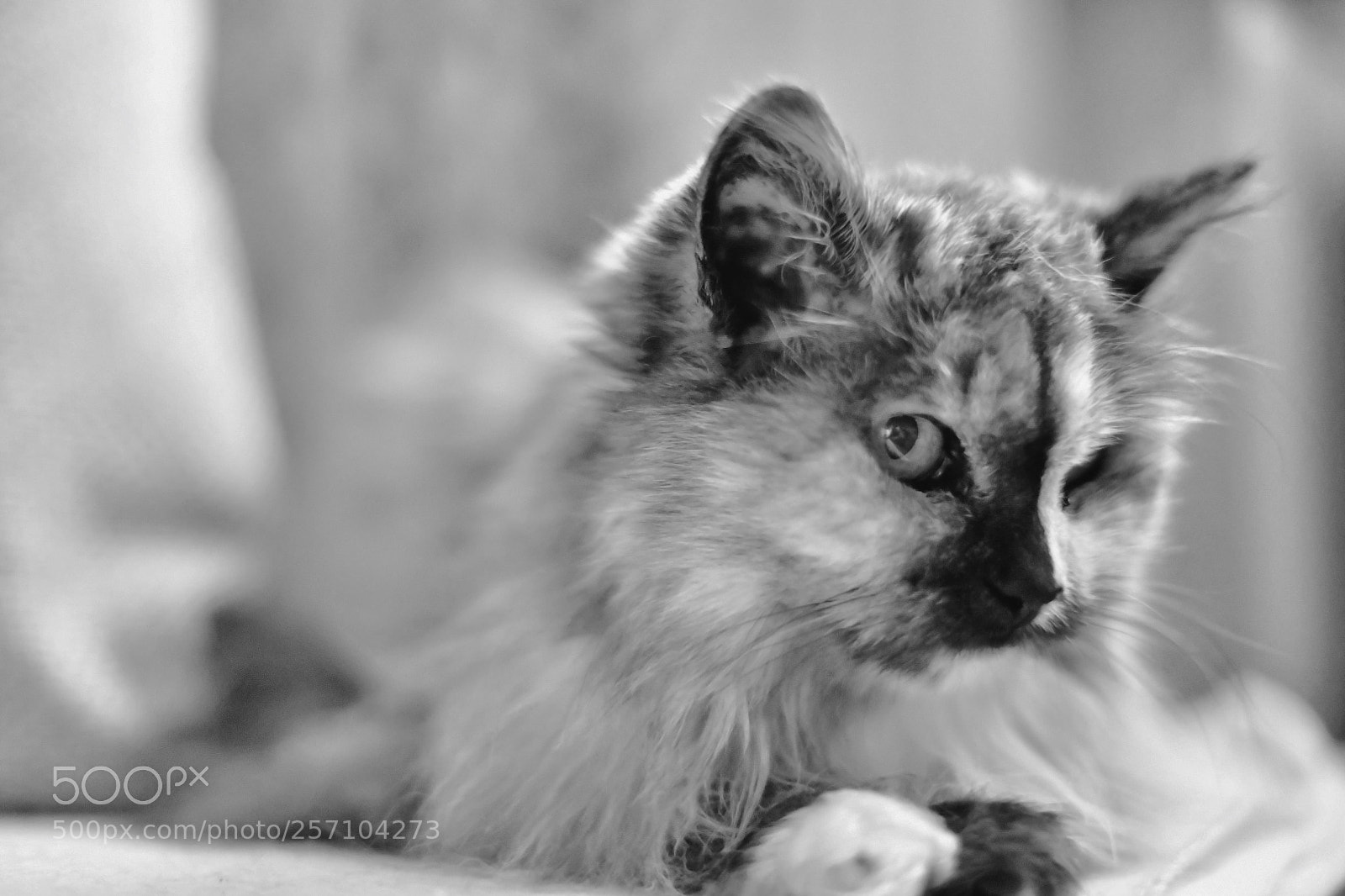 Nikon D850 sample photo. Eumel photography