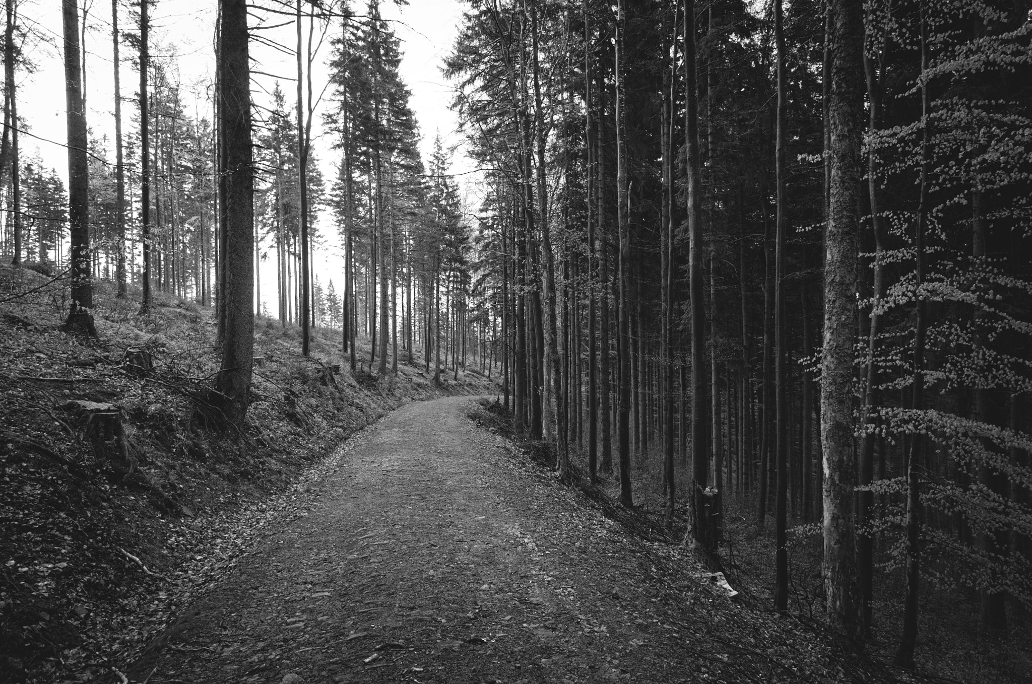 Nikon D300 sample photo. Dark forest photography