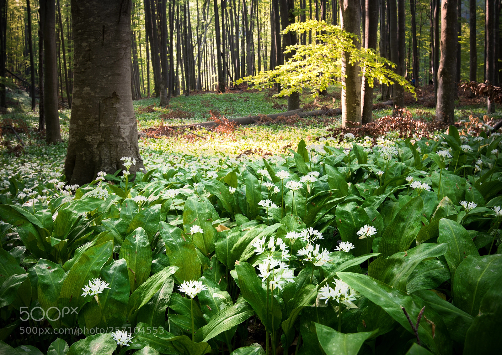 Nikon D600 sample photo. Deep in the woods photography