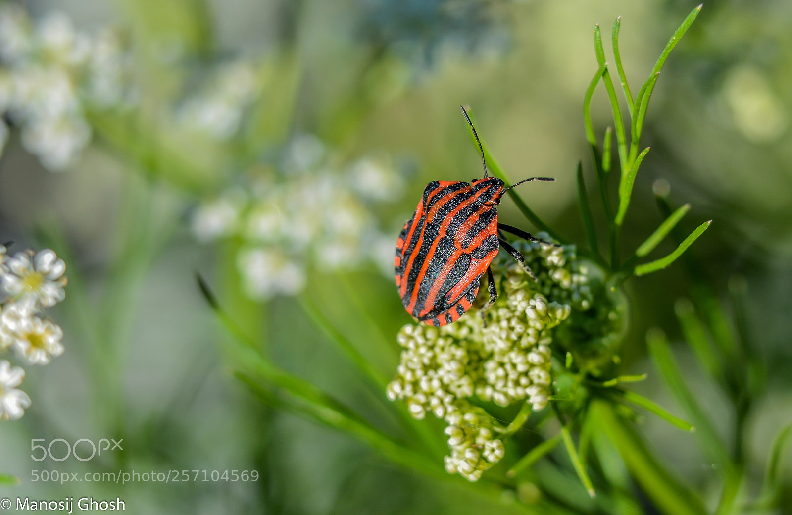 Nikon D5200 sample photo. Graphosoma lineatum photography