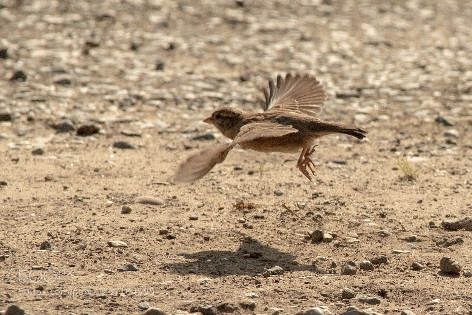 Canon EOS 1300D (EOS Rebel T6 / EOS Kiss X80) sample photo. Female sparrow in flight photography
