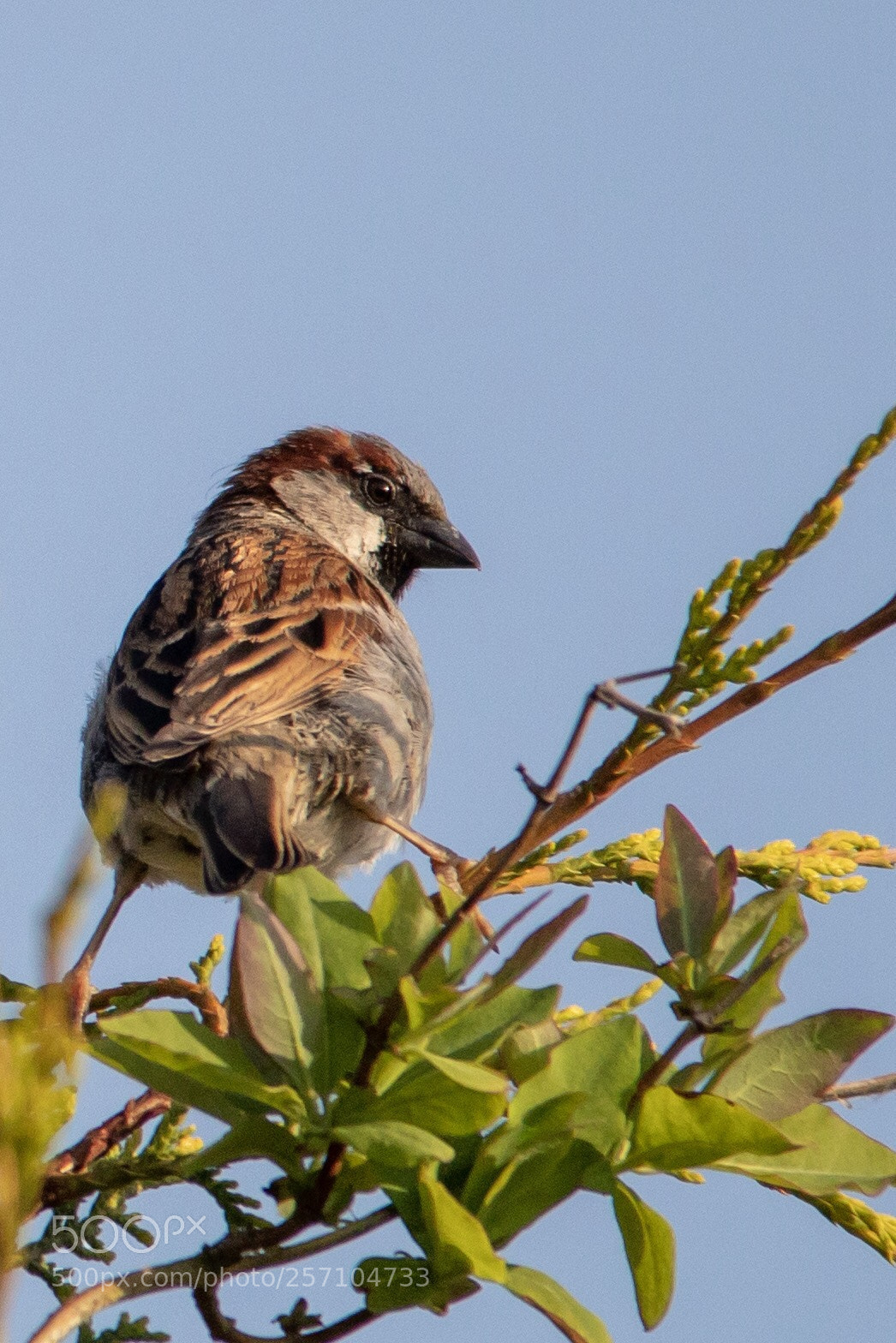 Canon EOS 1300D (EOS Rebel T6 / EOS Kiss X80) sample photo. Male sparrow atop a photography