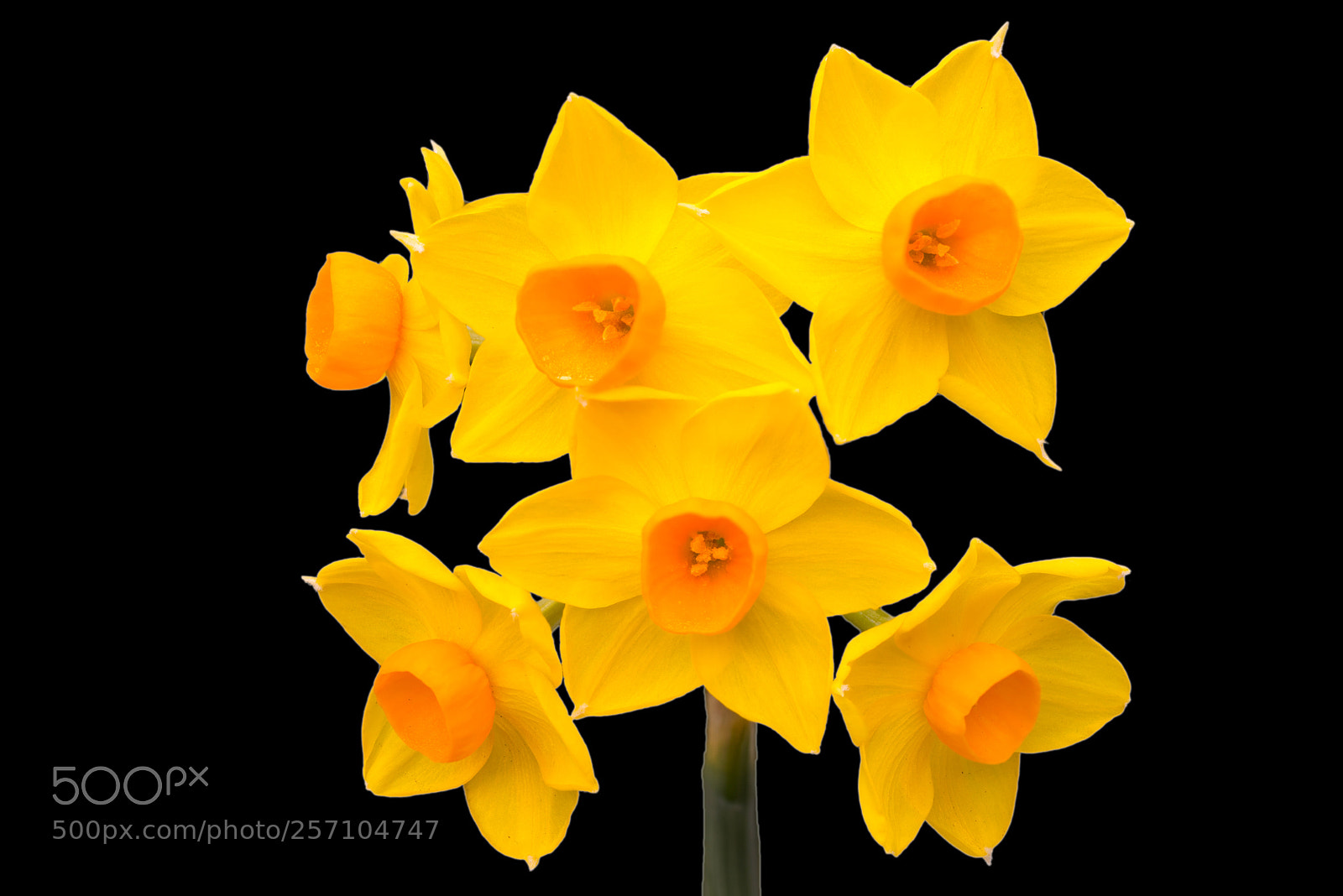 Sony a7R sample photo. Gold cups photography