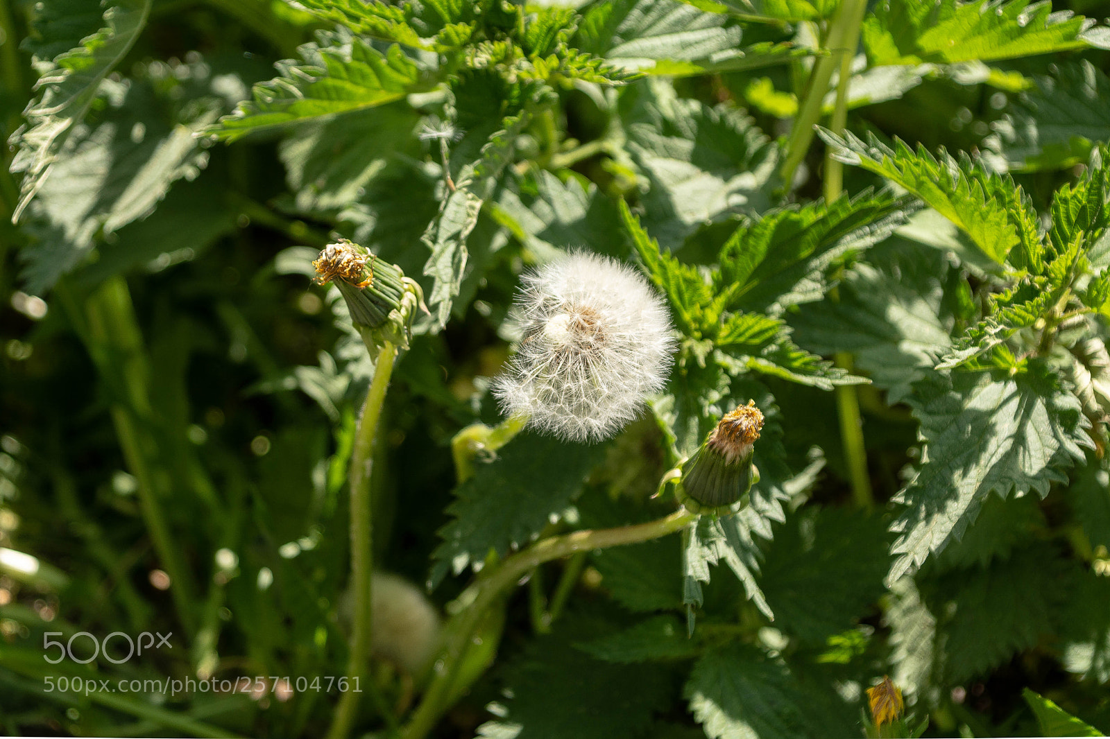 Nikon D7100 sample photo. Ready to run photography