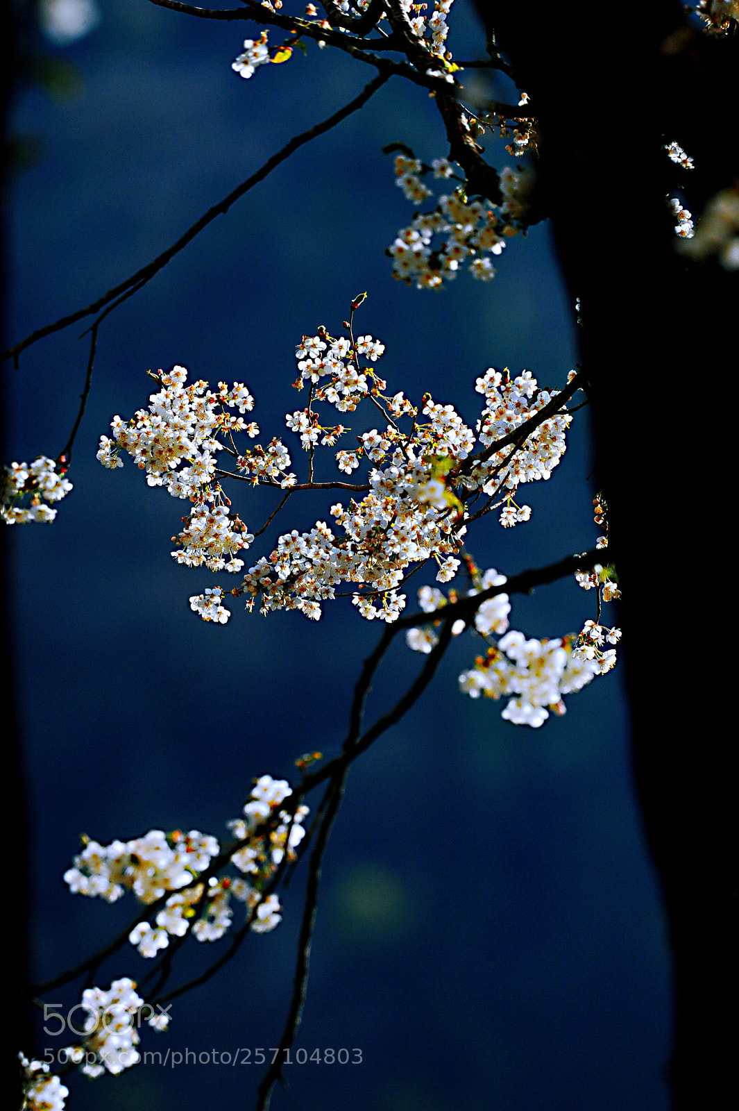 Nikon D700 sample photo. Spring photography