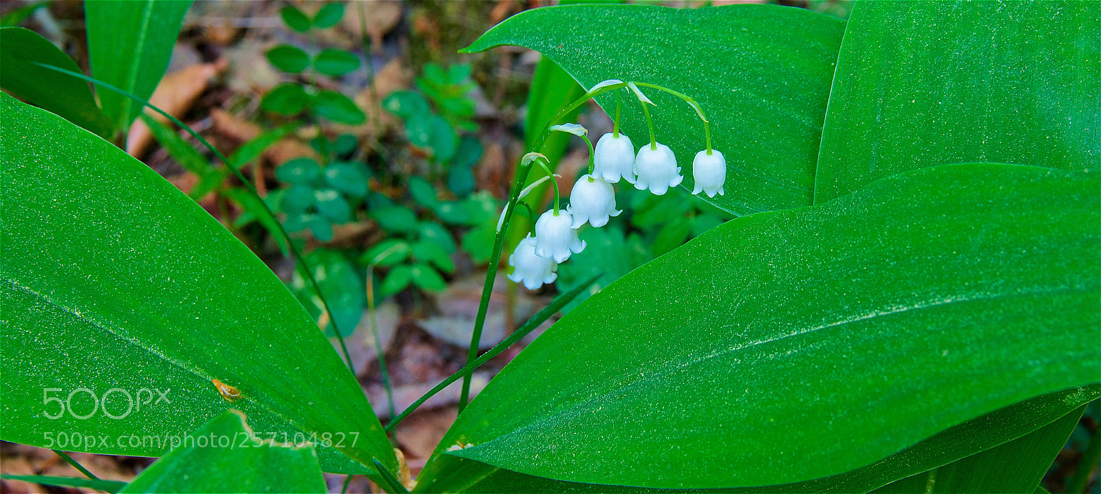 Pentax K-3 II sample photo. Maiglöckchen photography