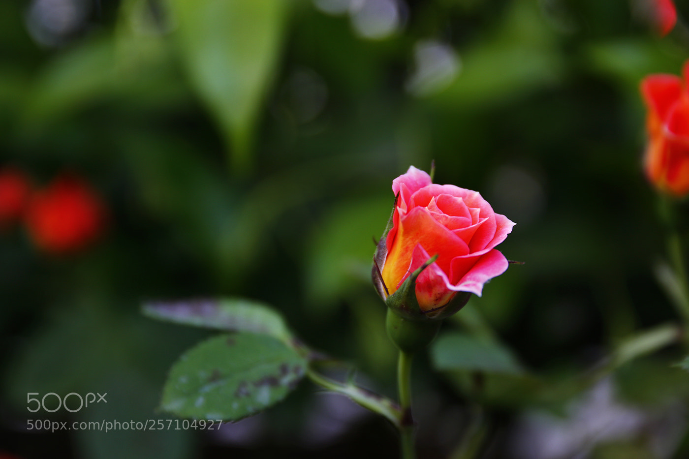 Canon EOS 70D sample photo. Young rose photography