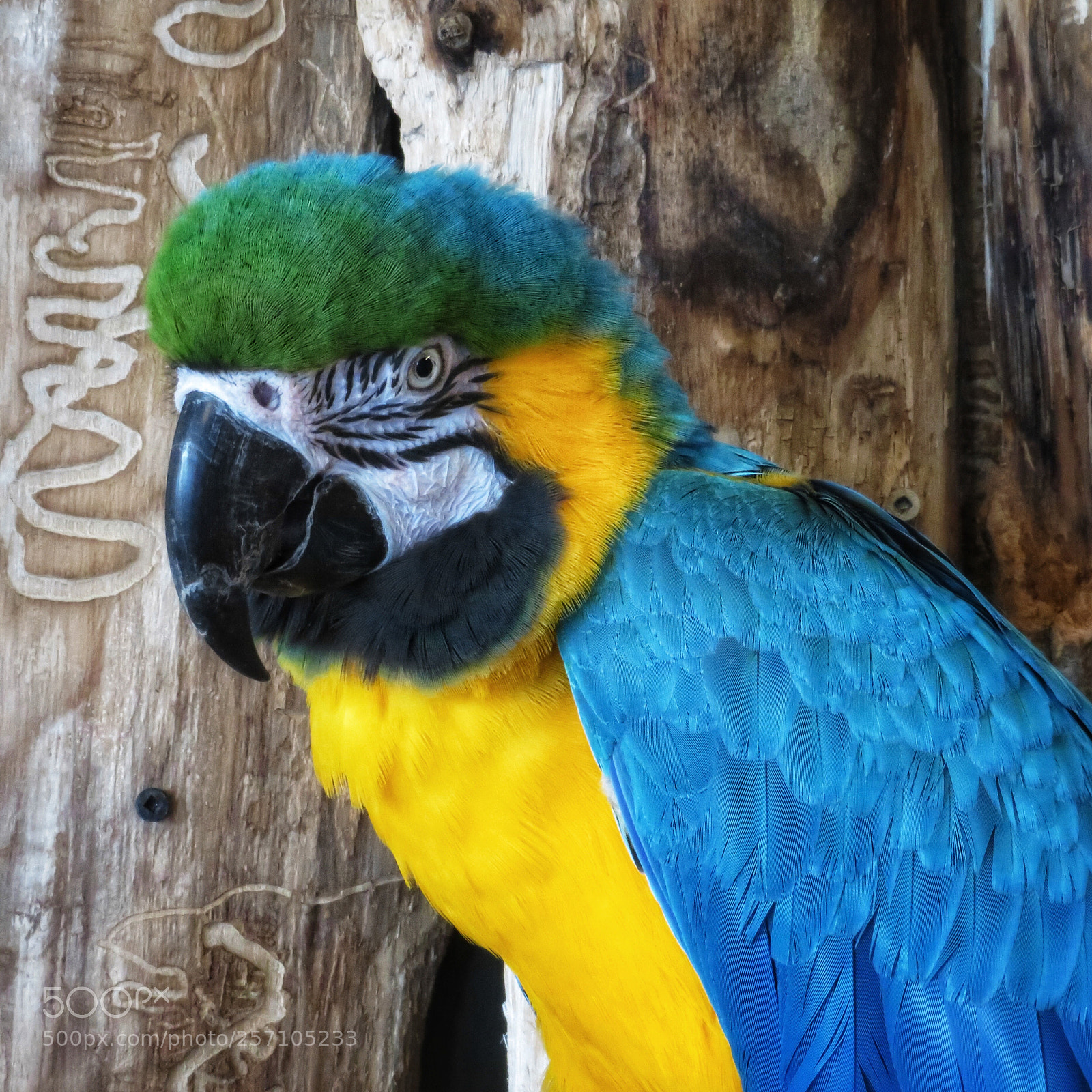 Canon PowerShot SX720 HS sample photo. Blue and gold macaw photography