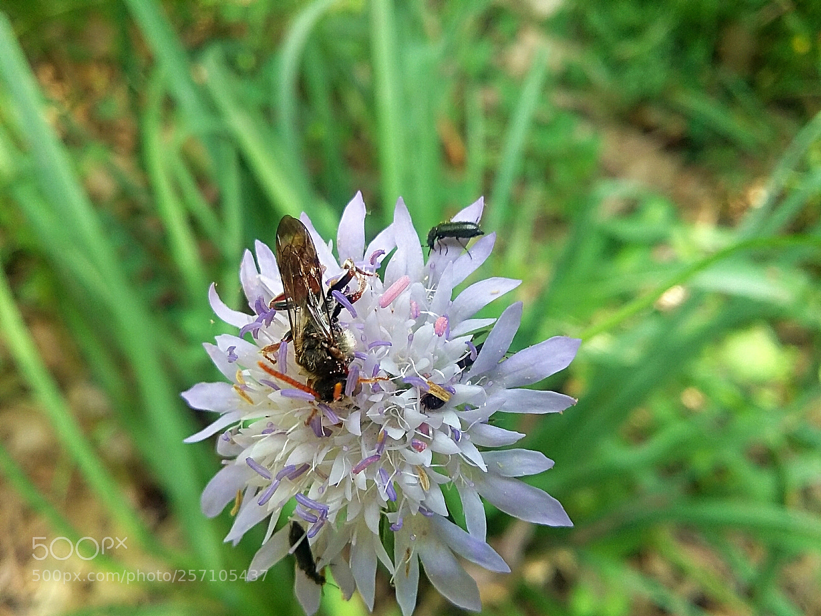 Samsung Galaxy Grand Prime sample photo. Flower with different insects photography
