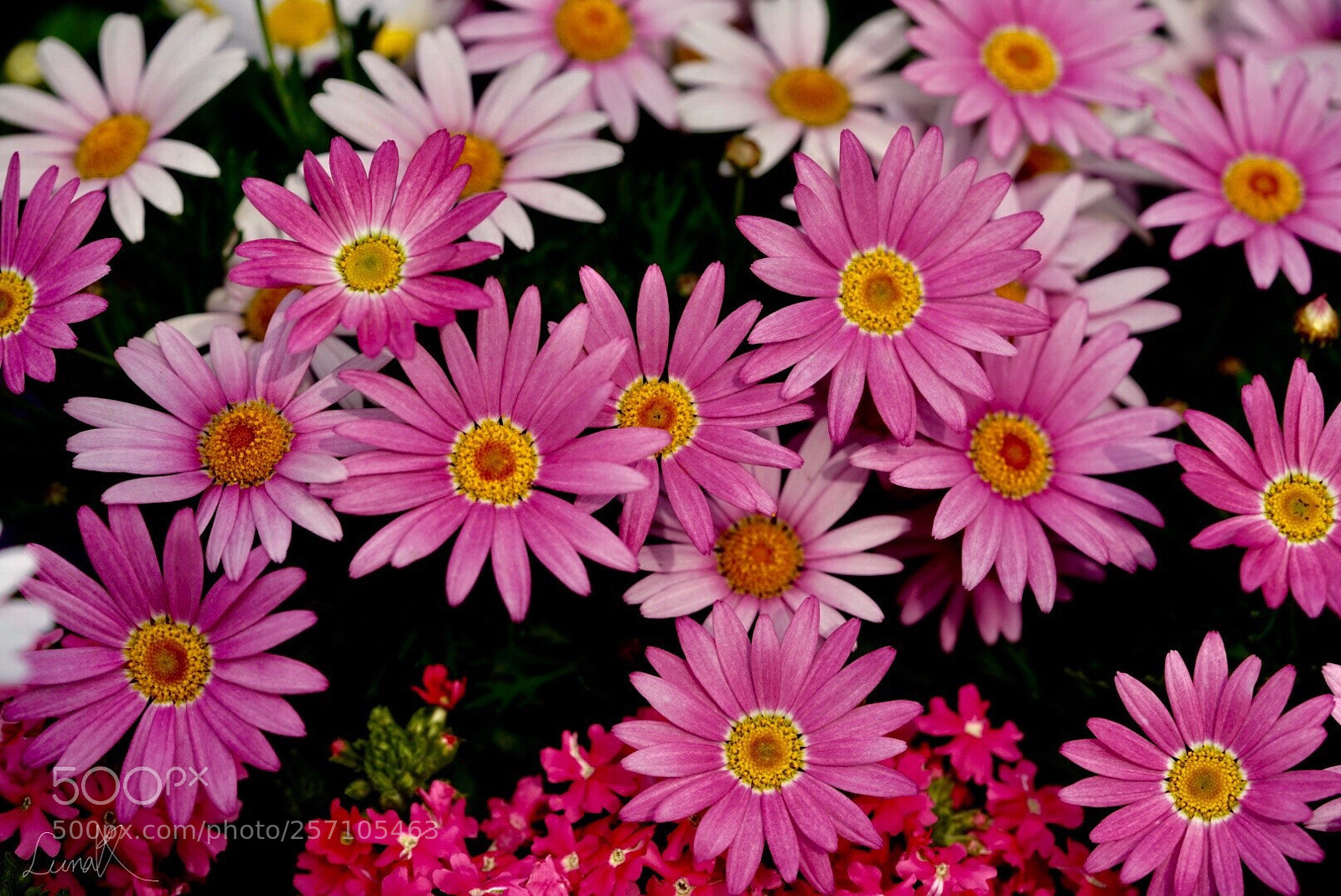 Sony a7R II sample photo. Pink daisy photography