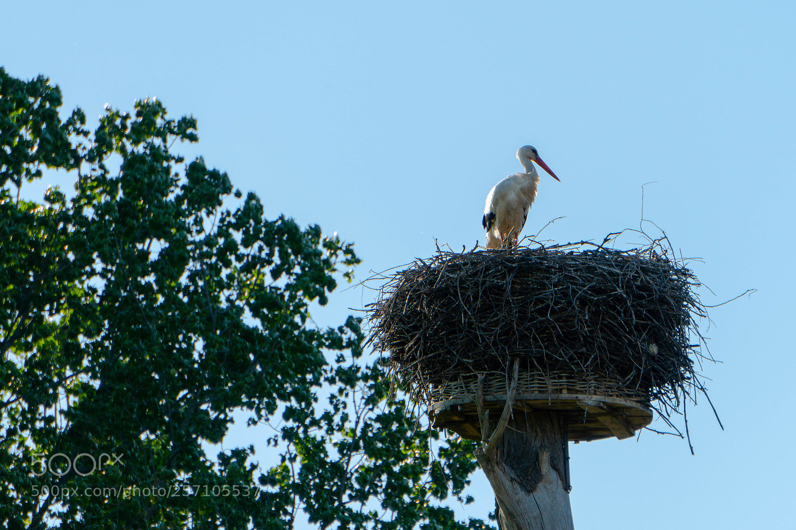 Sony a6300 sample photo. Storch im nest photography