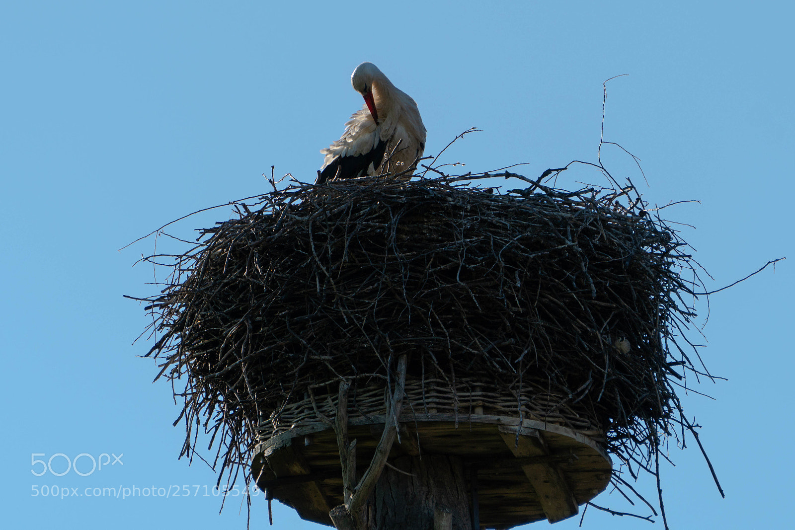 Sony a6300 sample photo. Storch im nest photography
