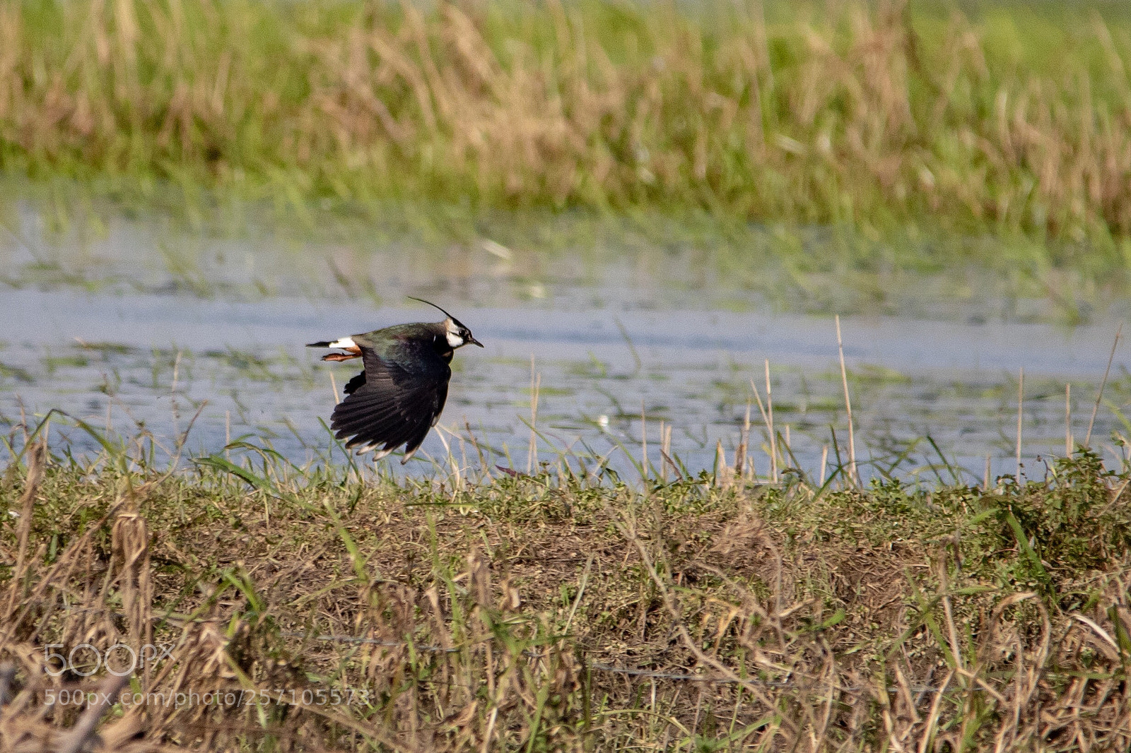 Canon EOS 1300D (EOS Rebel T6 / EOS Kiss X80) sample photo. Lapwing in flight photography
