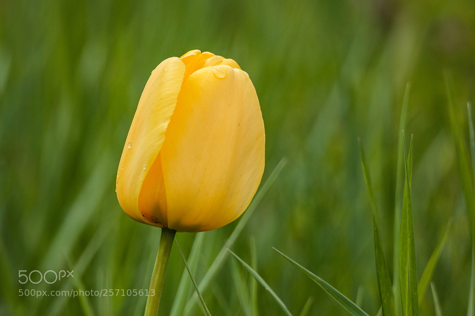 Canon EOS 550D (EOS Rebel T2i / EOS Kiss X4) sample photo. Tulipán amarillo photography