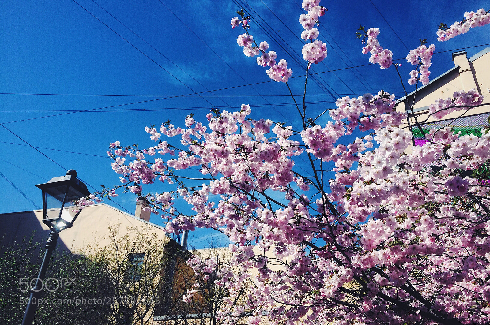 Apple iPhone 5s sample photo. Untitled photography