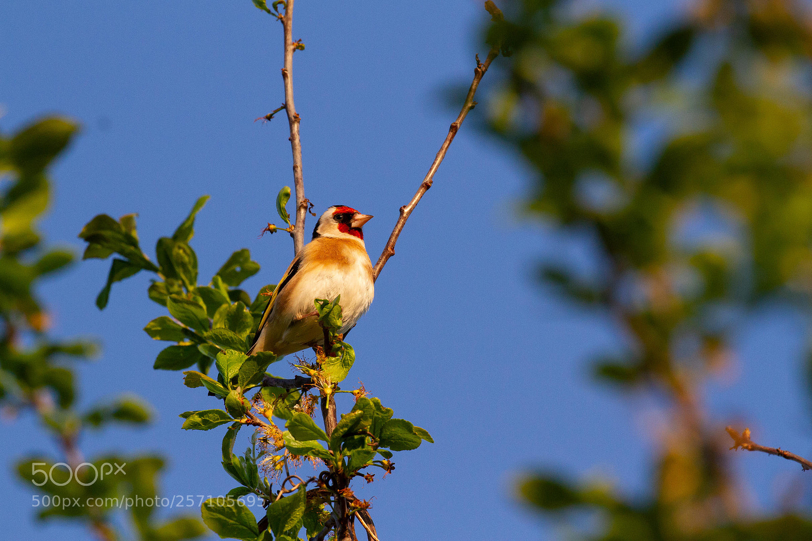 Canon EOS 7D sample photo. Goldfinch photography