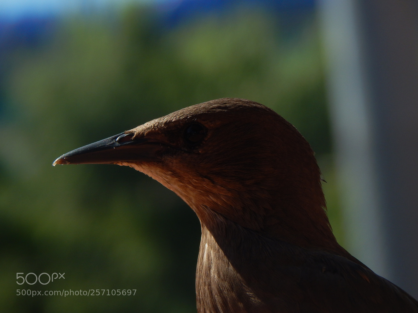 Nikon Coolpix L830 sample photo. Bird photography