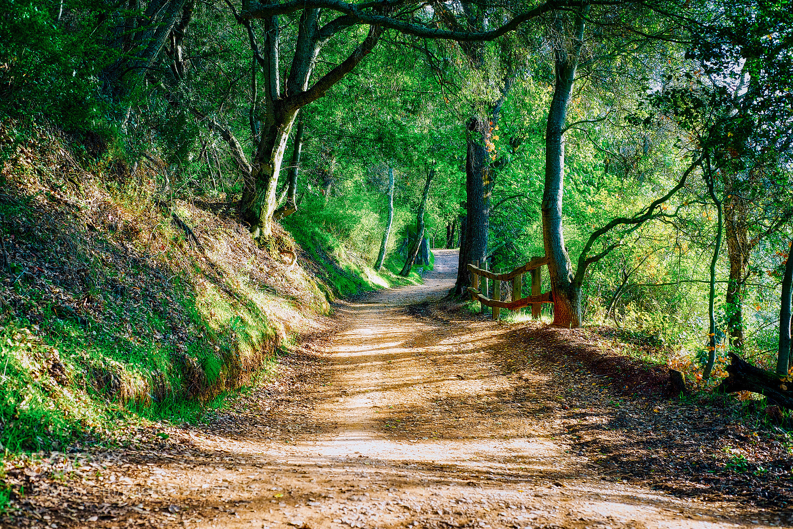 Nikon D600 sample photo. Los gatos trail photography