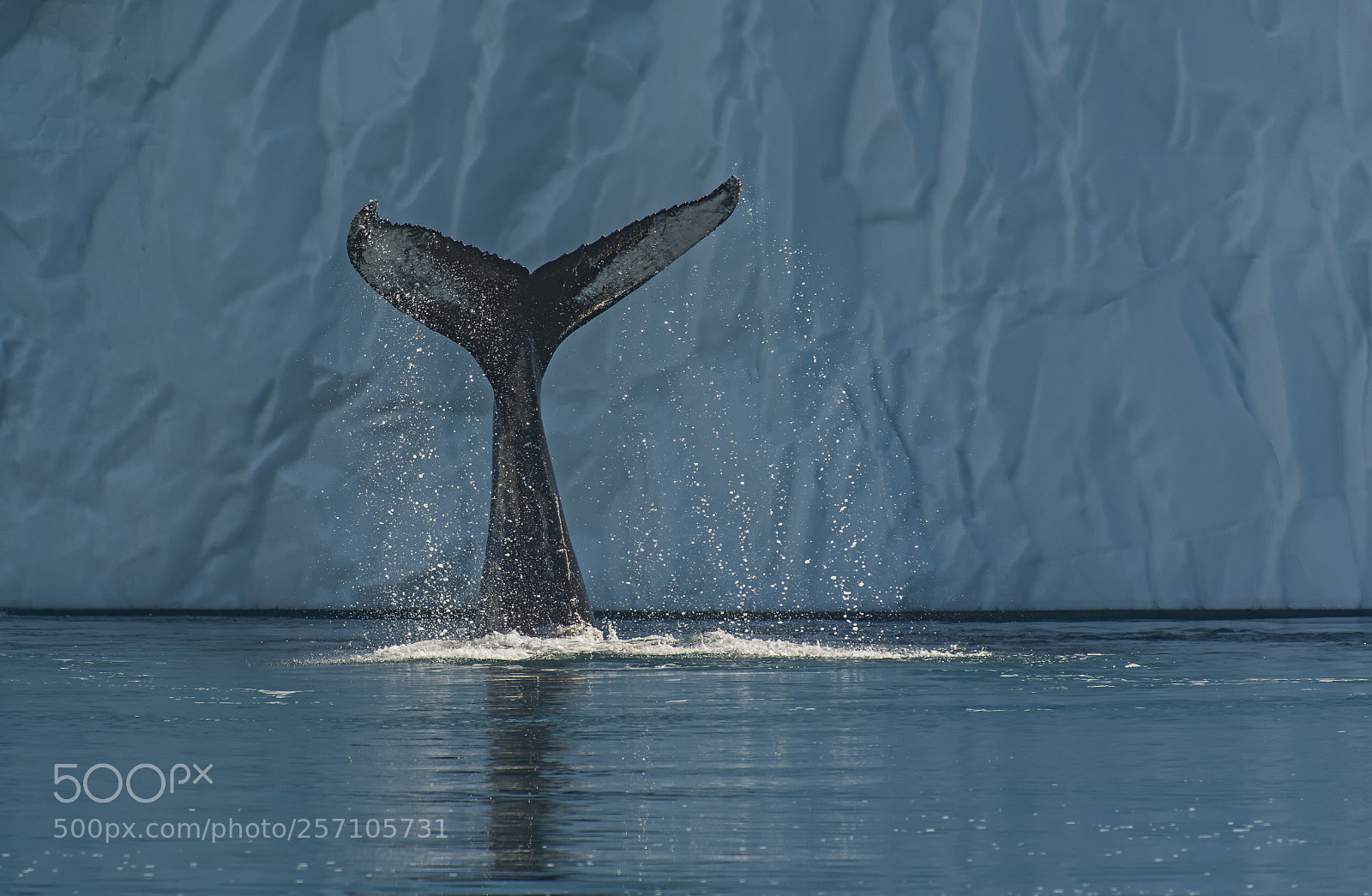 Nikon D800 sample photo. He`s diving photography