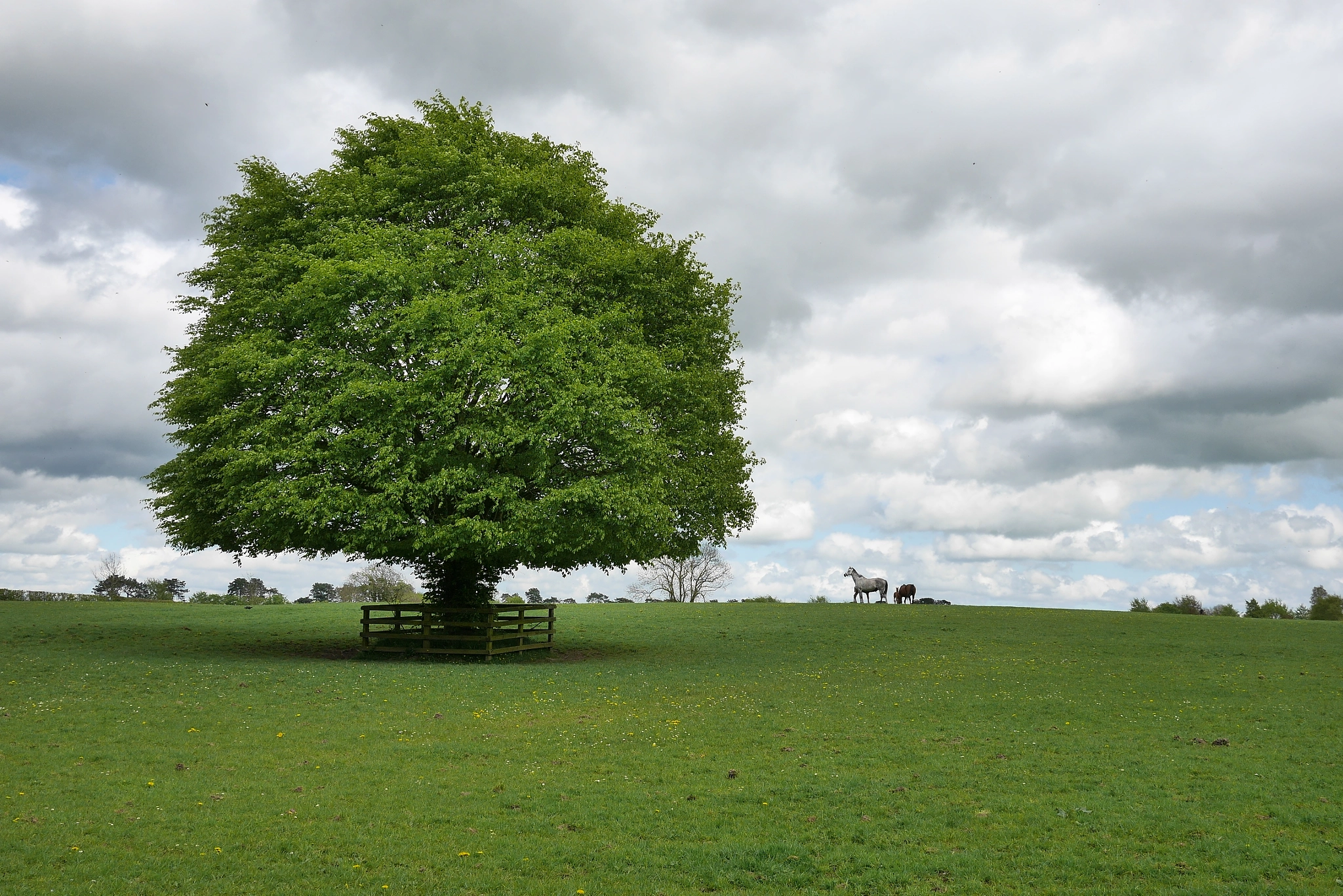 Panasonic Lumix DMC-GF7 sample photo. Irish stud farm photography