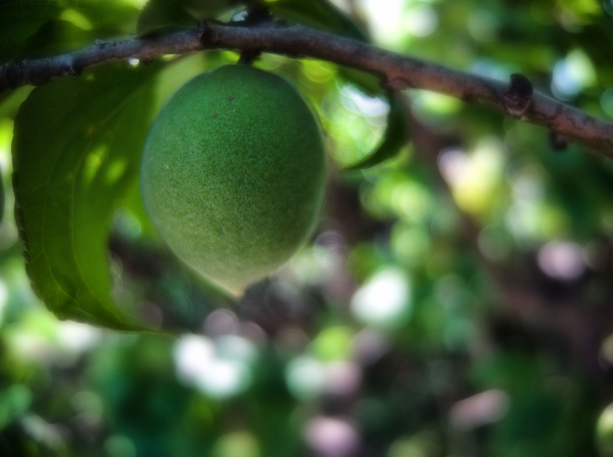 Fujifilm XQ1 sample photo. U may (plum) photography