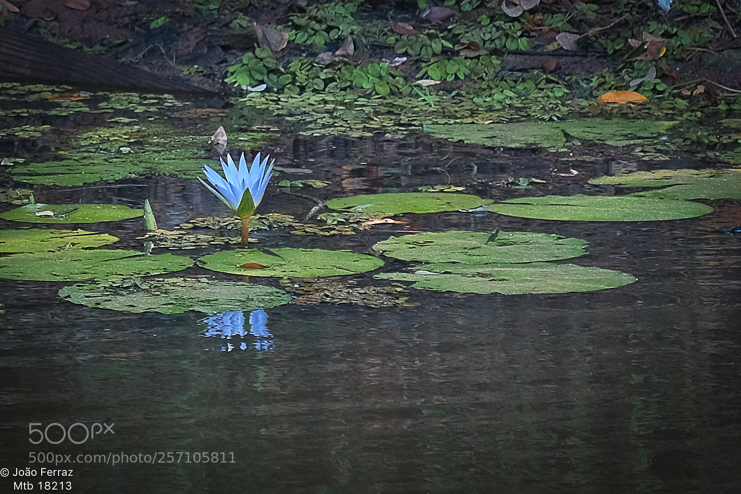 Fujifilm X-T10 sample photo. Flora brasilis...amazonia. photography