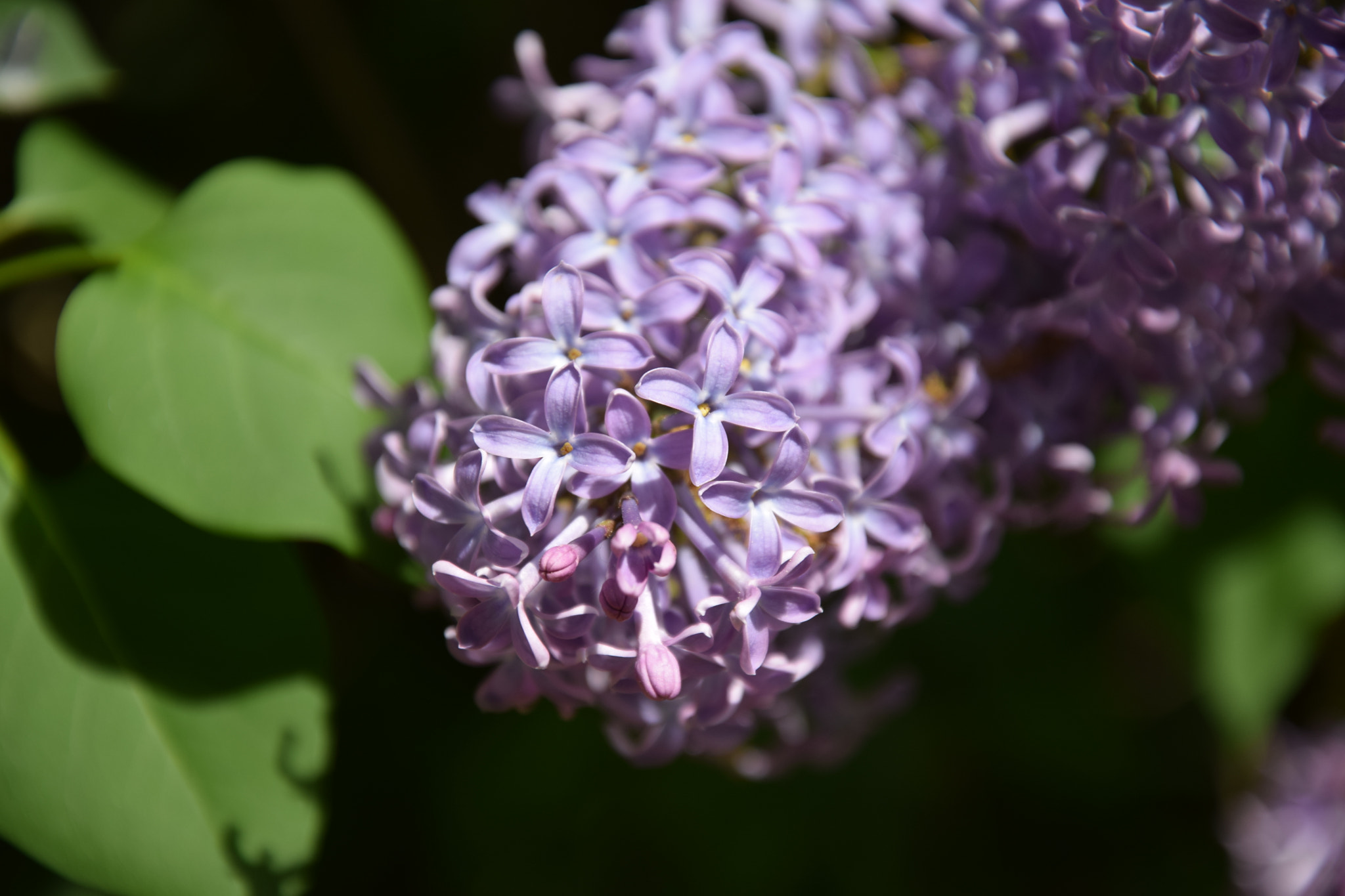 Nikon D5300 sample photo. The sun is here! photography