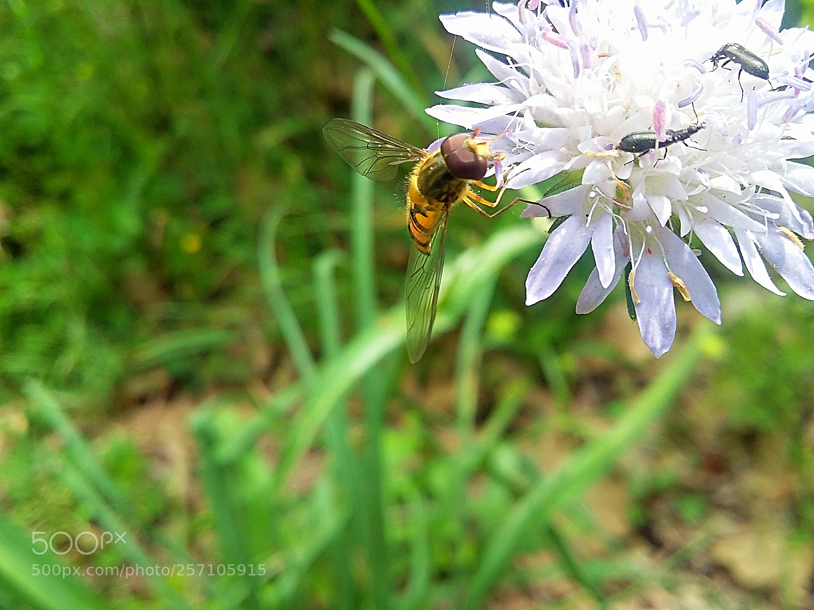 Samsung Galaxy Grand Prime sample photo. Insect laying on a photography