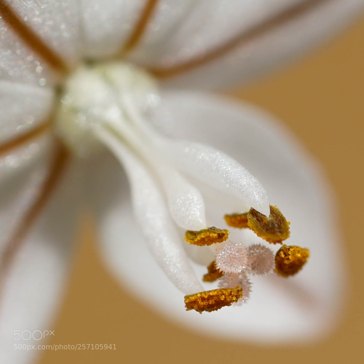 Sony a6500 sample photo. Flower photography